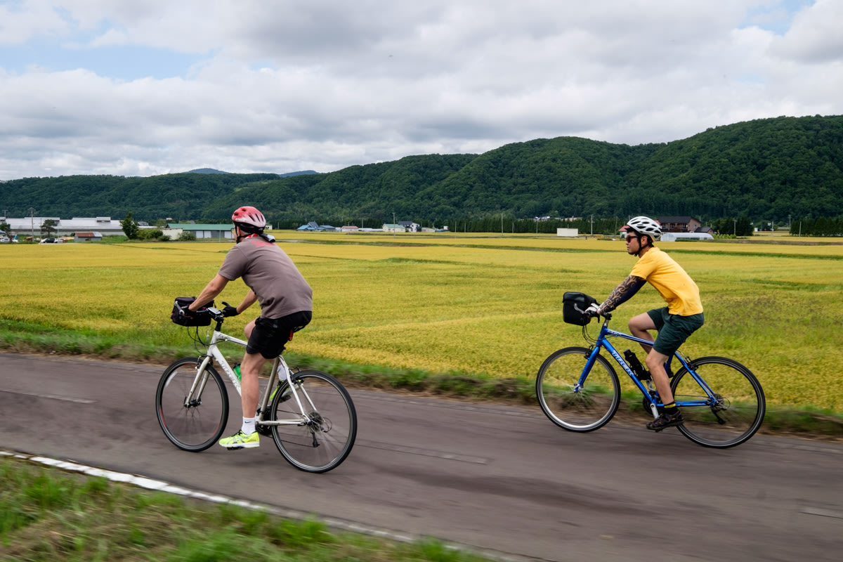 Cyclists on a cycling path next to yellow rice fields