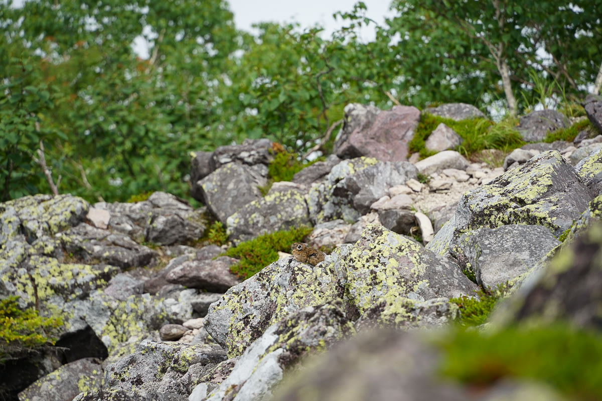 A Northern pika on Mt Hakuunzan appears from a jumble of rocks.