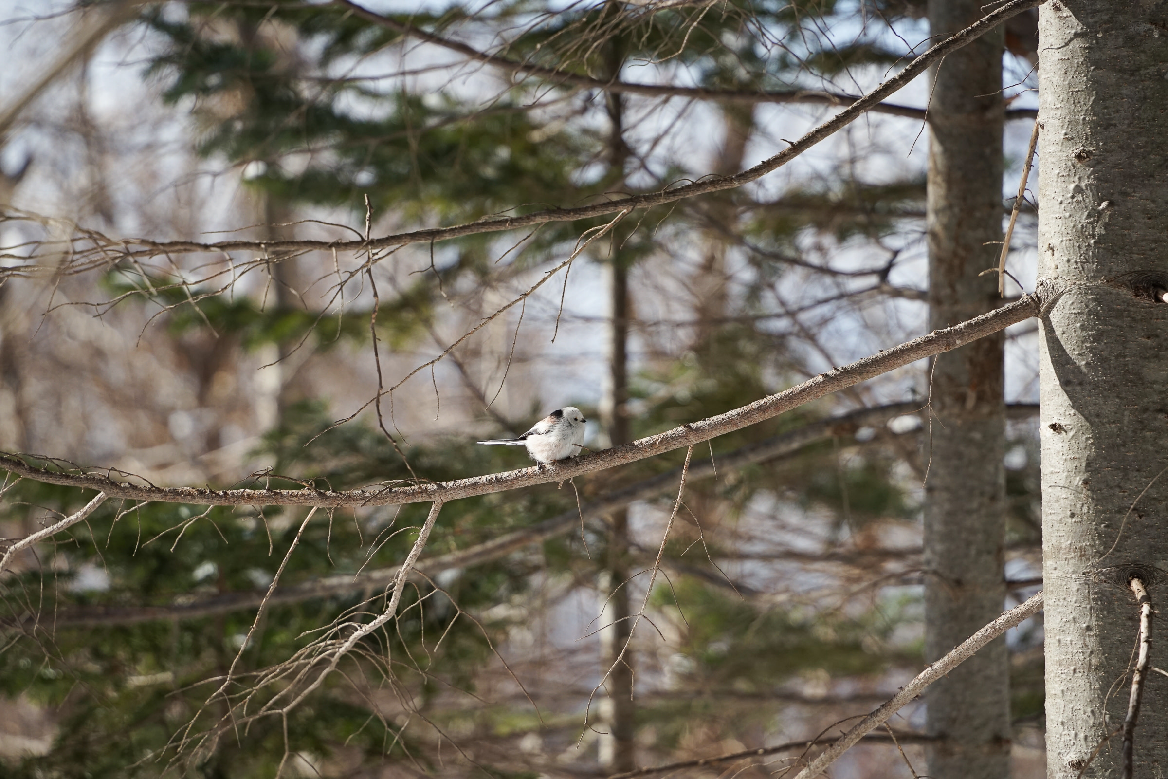 An adorable long-tailed tit, known affectionately as the "snow fairy" locally, sits on a fir branch.