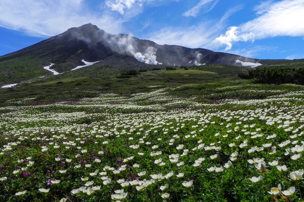 Chinguruma avens alpine flowers and Mt Asahidake