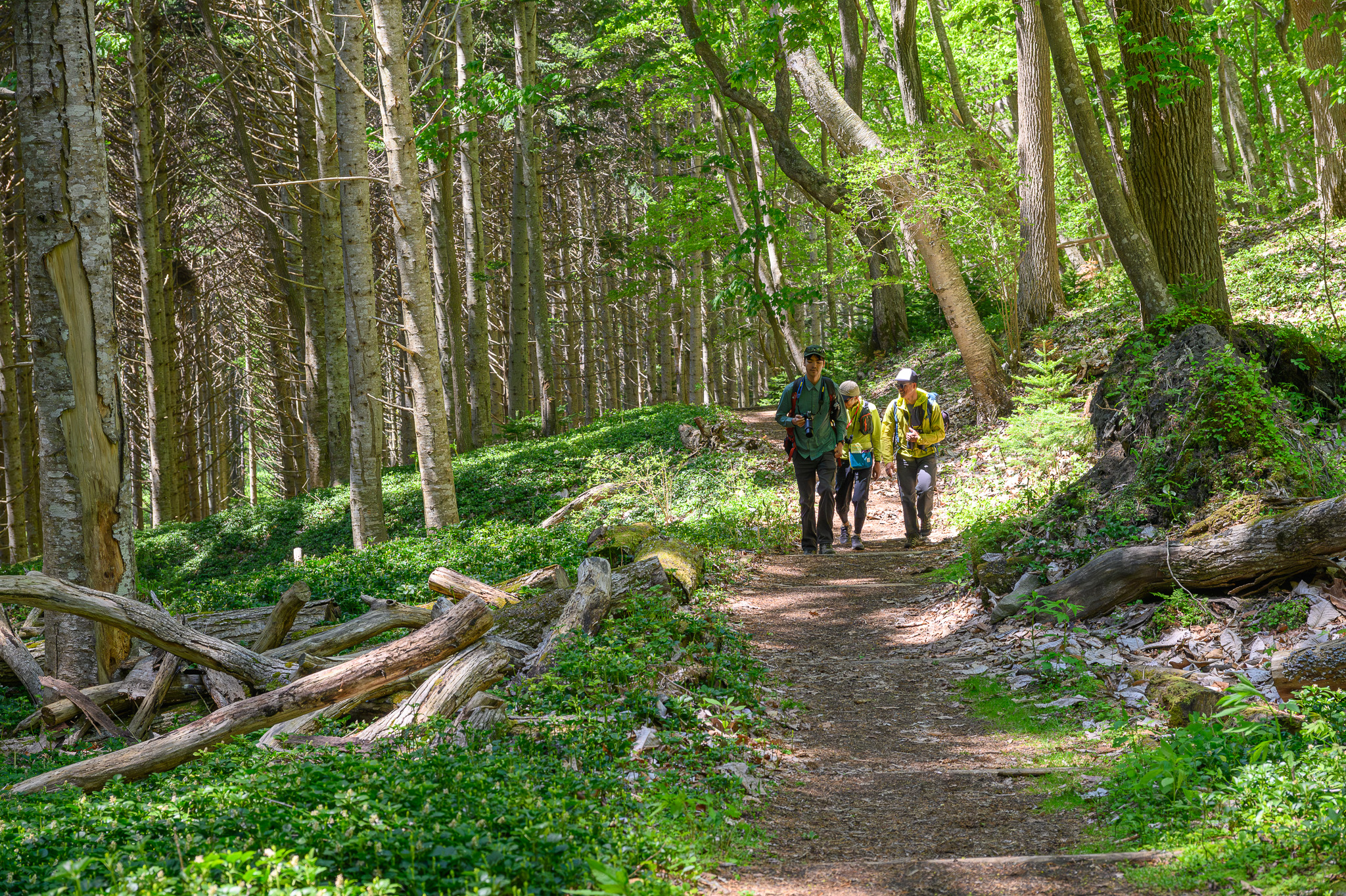 A group of three men walk along a forest path on Nakajima Island, Lake Toya. 