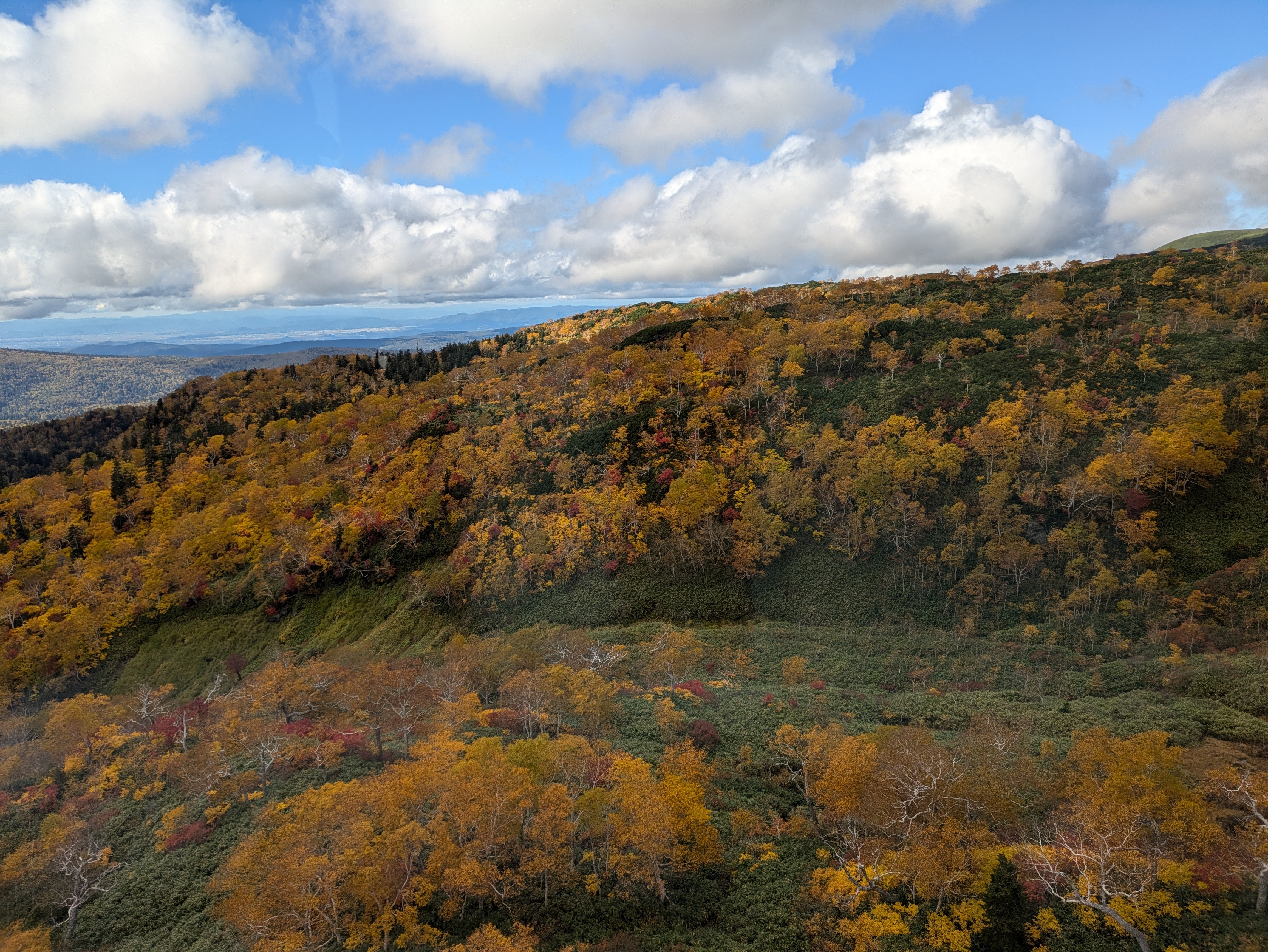 The view of autumn leaves as seen from the Asahidake Ropeway, Hokkaido. The leaves are a beautiful orange-yellow colour. It is a partially cloudy day.