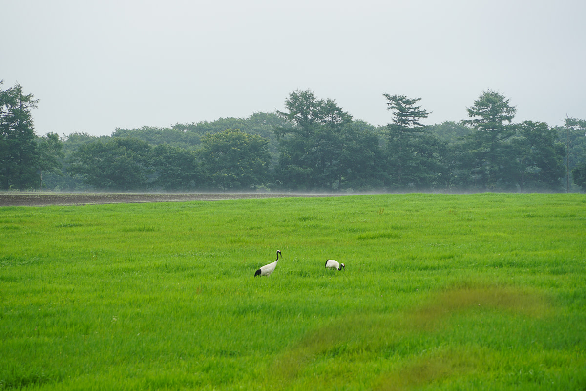 Red-crowned cranes spotted from the road
