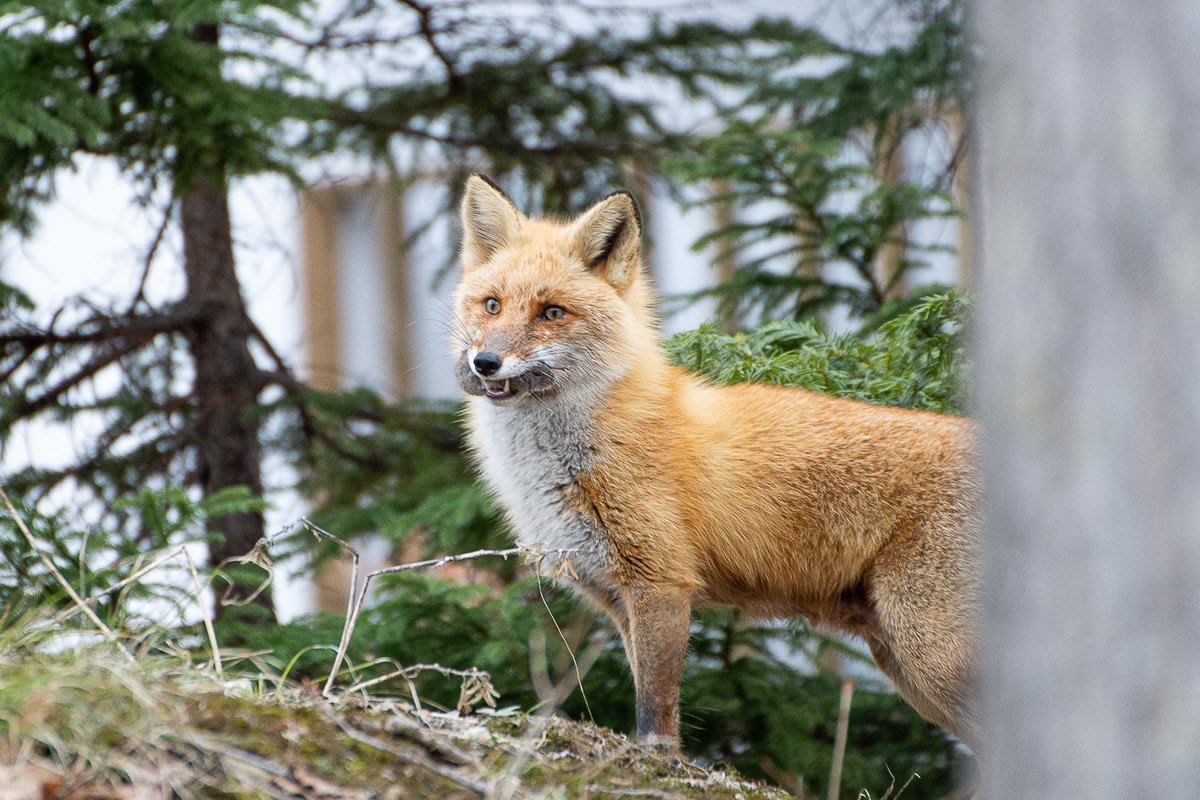 Red fox with rat in mouth