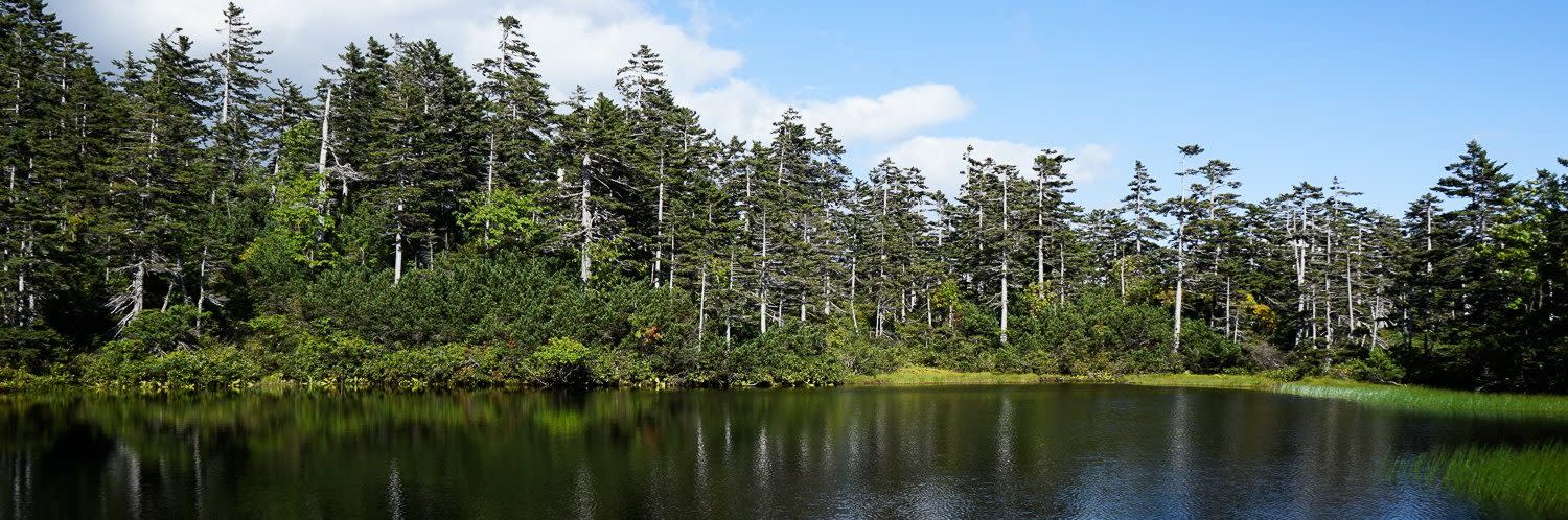 Fir trees are reflected in a still tarn