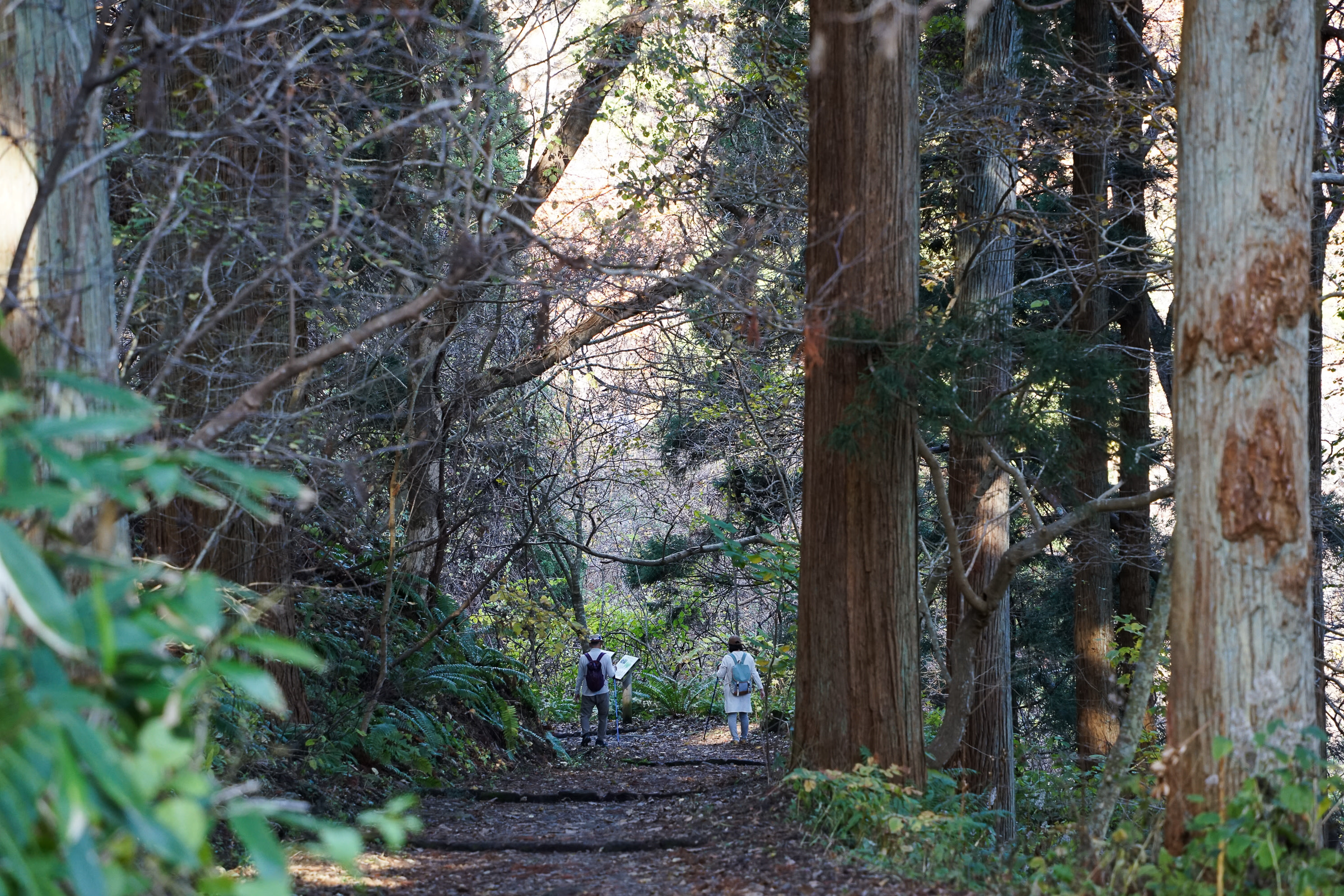 Two hikers walk through a forest of tall cedar trees.