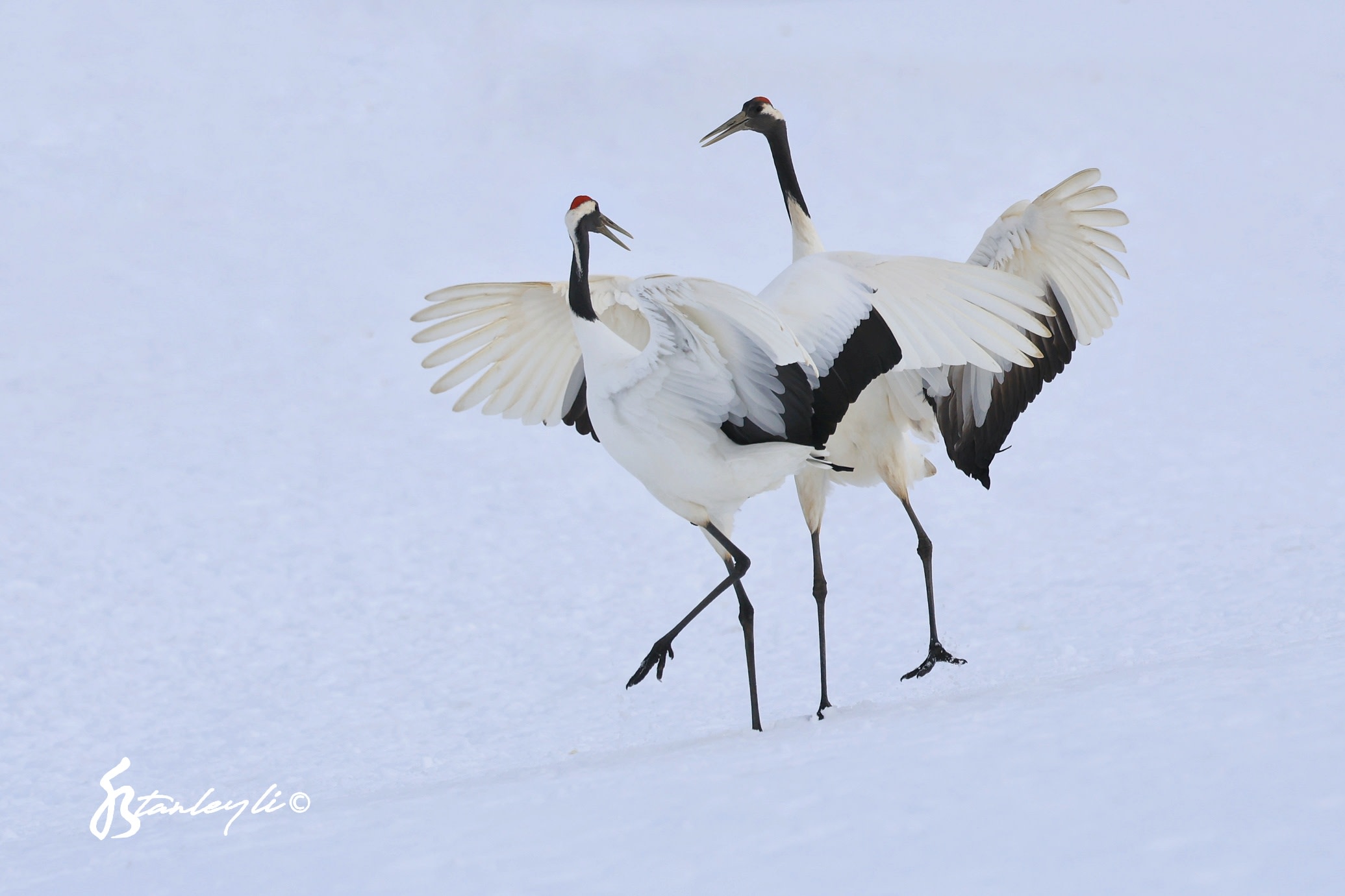 Two Red Crowned Cranes dance in Tsurui, Hokkaido. ©️ Stanley Li