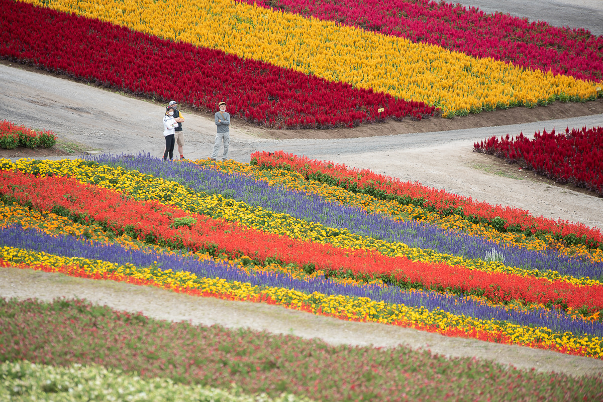 A group take in the colourful rows of flowers at Shikisai no Oka