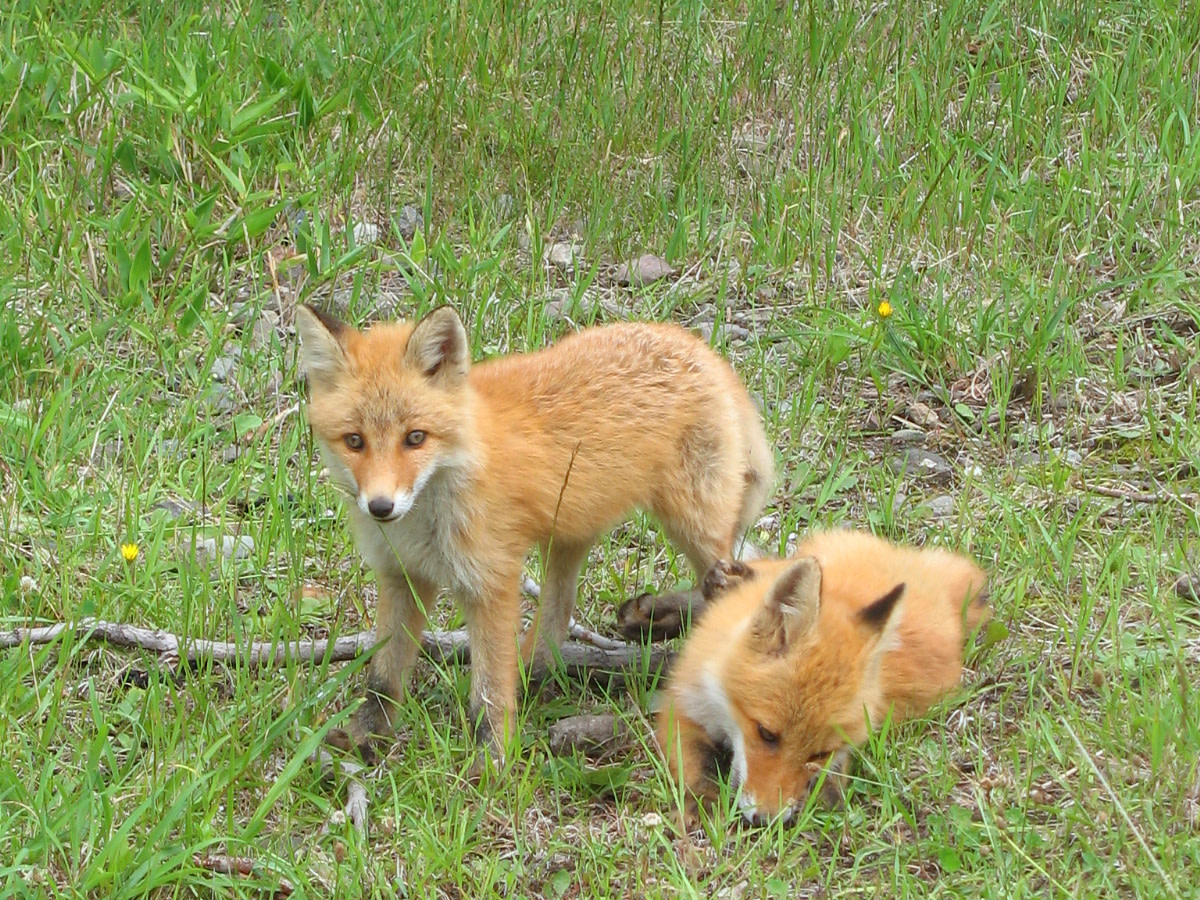 One fox kit stands and another is on the ground.