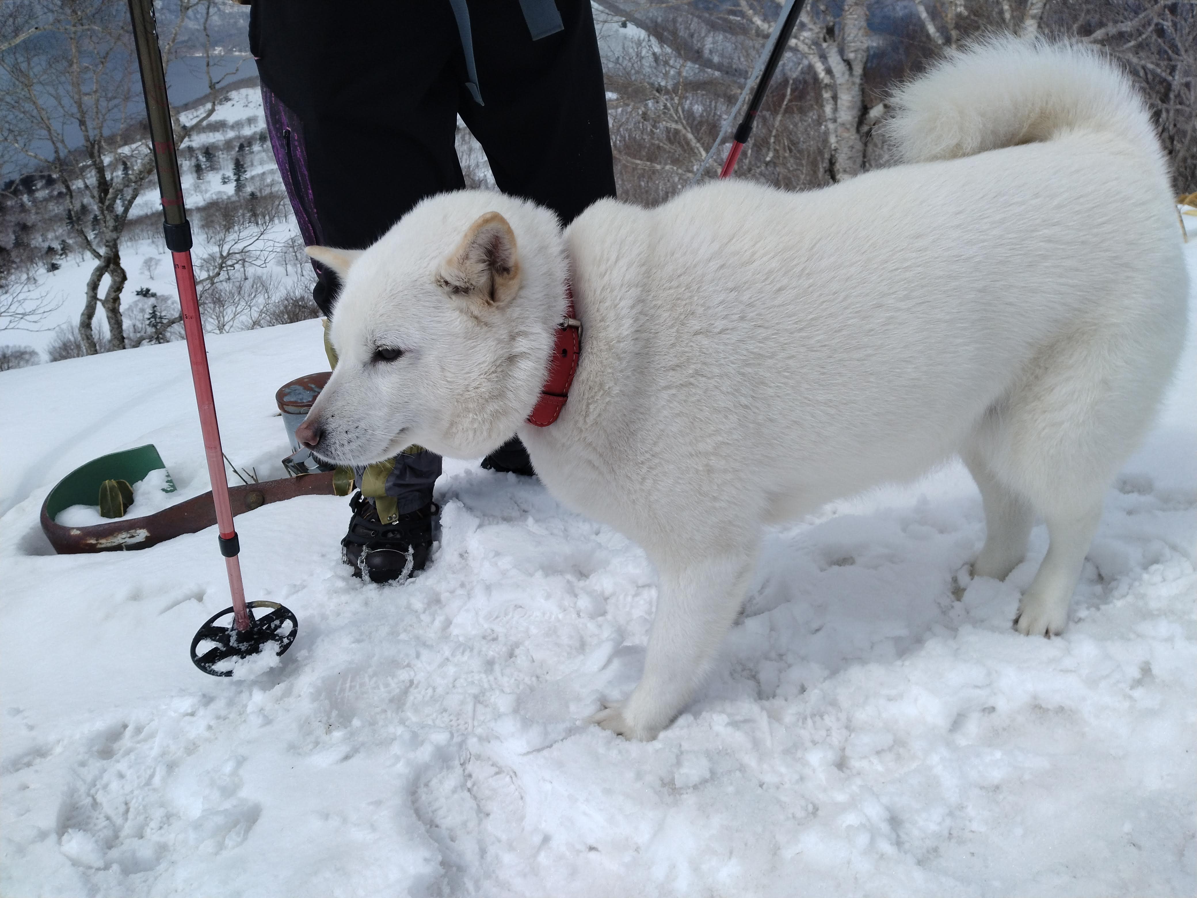 A snow-white dog accompanies its master on a snowshoeing excursion.