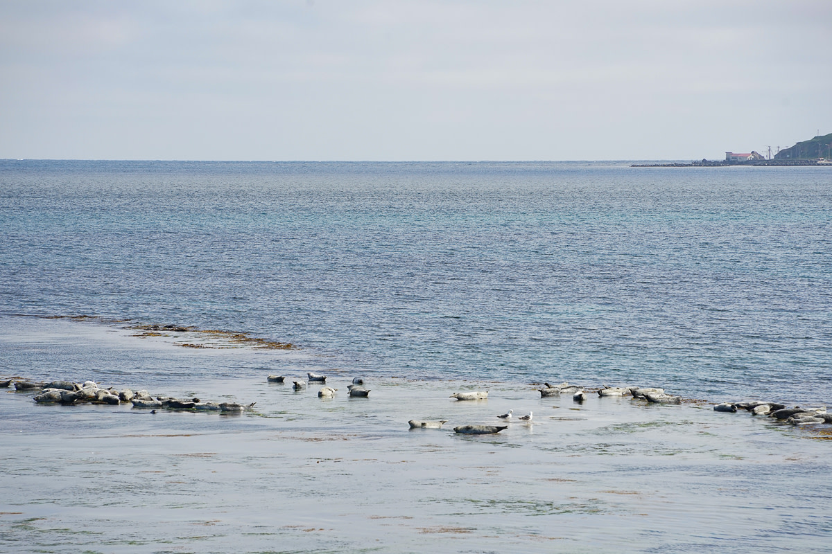 Harbor seals sunbathe in a sheltered spot on Rebun island