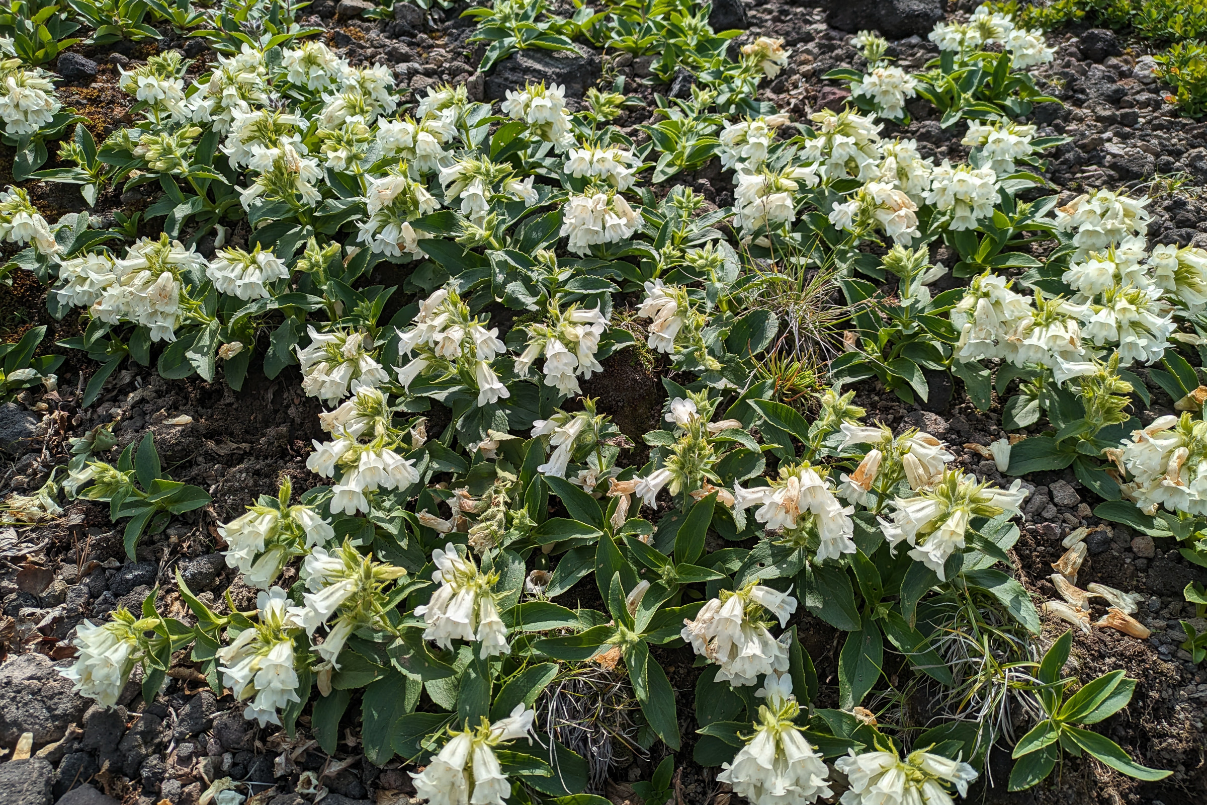 White Pennellianthus frutescens in full bloom in early July in Daisetsuzan.