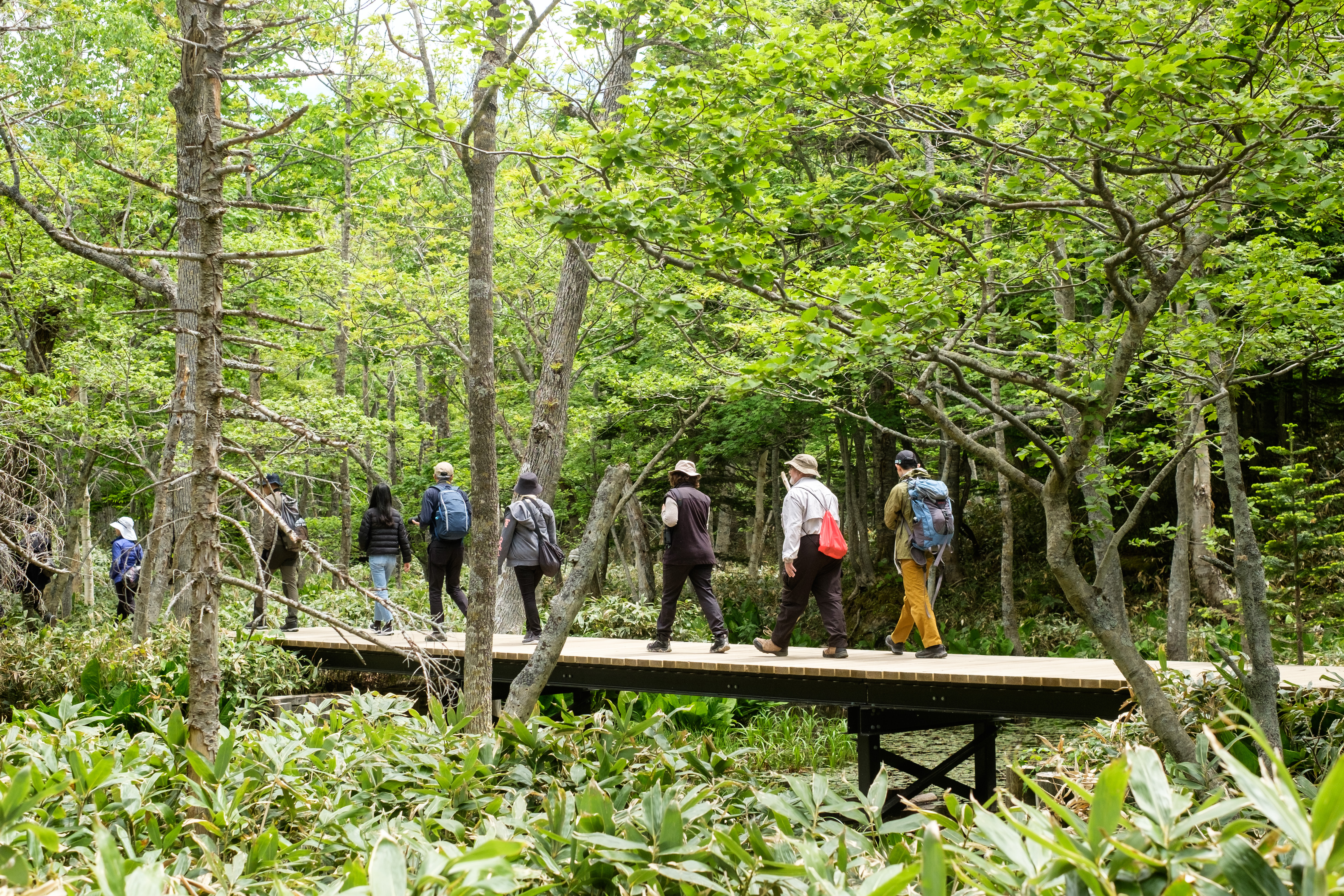 A group of walkers walk across a raised boardwalk at Shiretoko Five Lakes