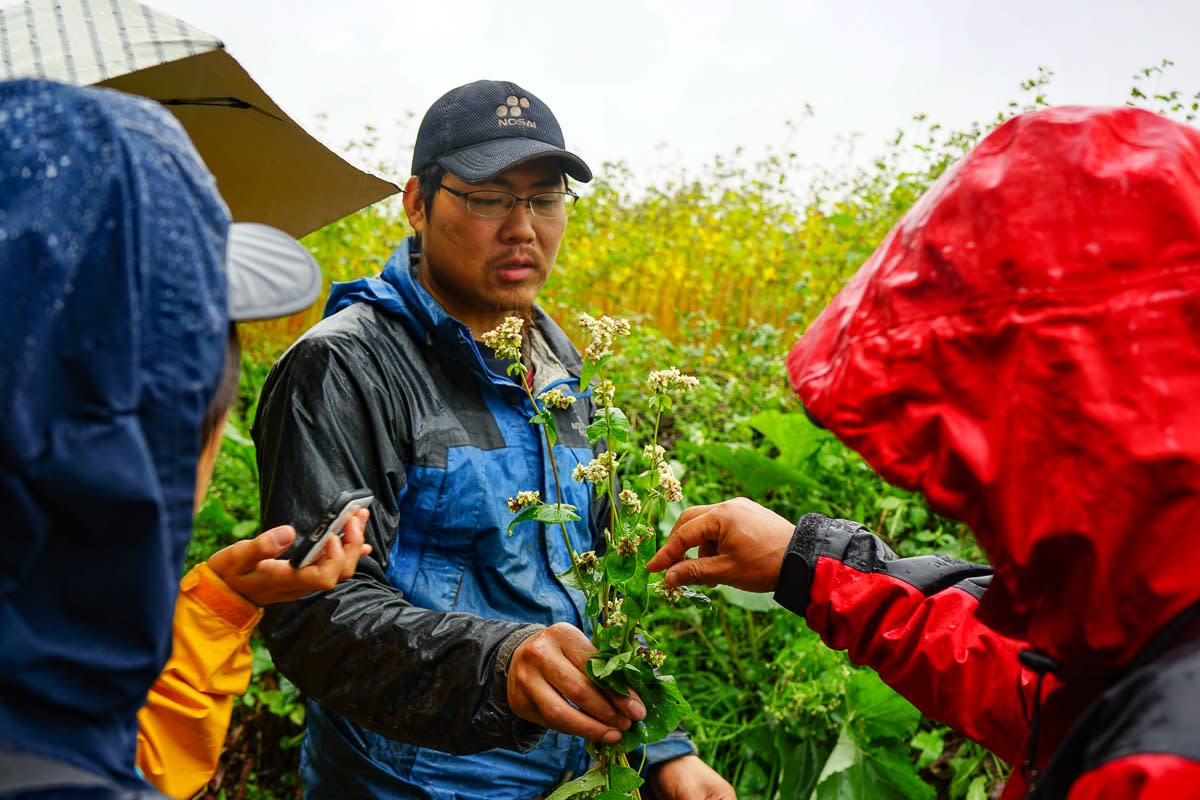 Farm owner Hara san showing the buckwheat