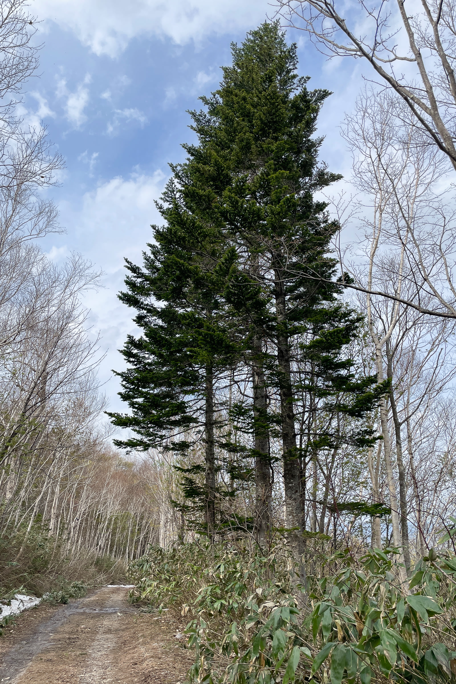 Sakhalin Firs found along the hiking trails of Otoe Mountain Ranges in May.