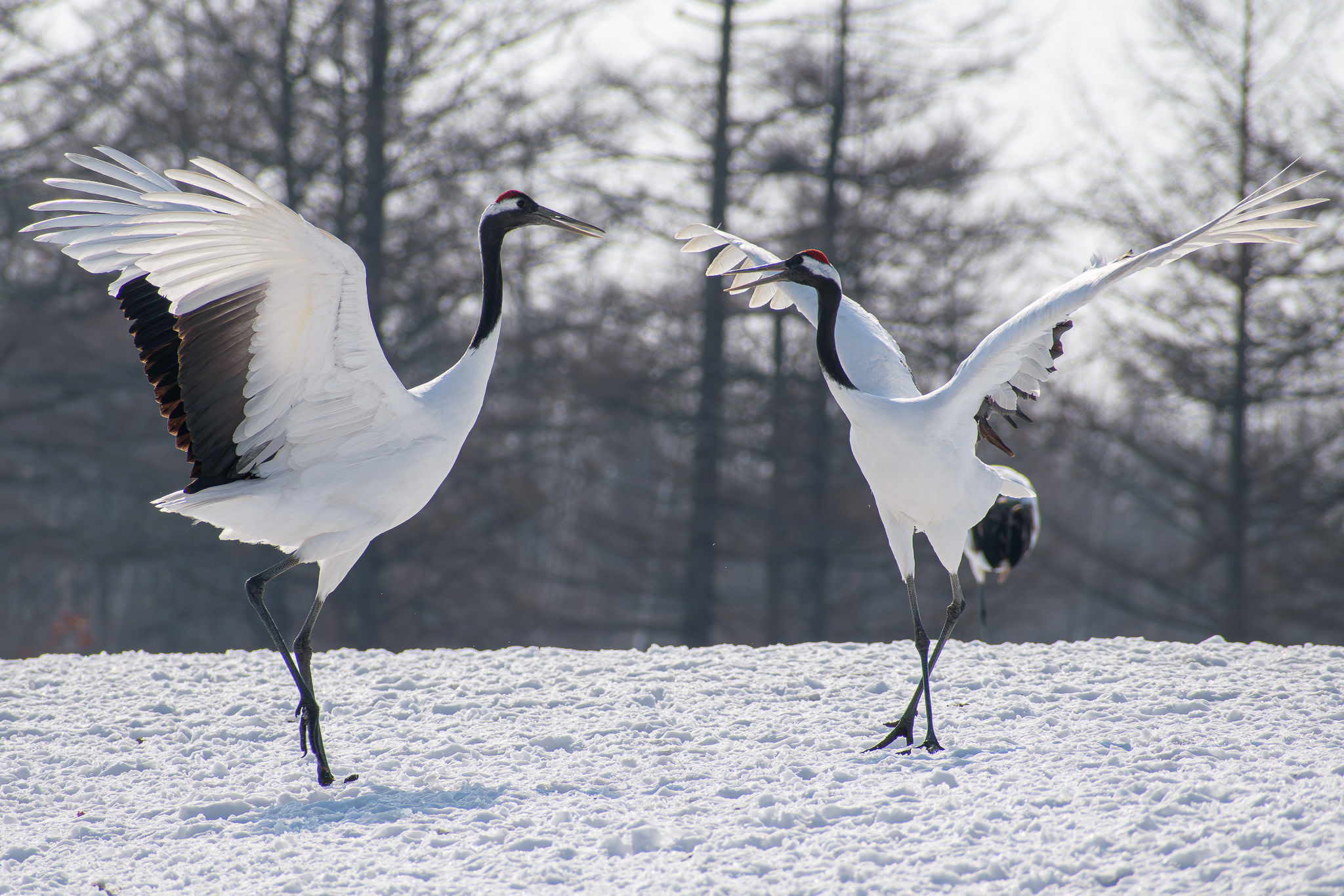 Two Red-crowned Cranes perform a pairing dance in the Kushiro-Shitsugen National Park. The birds stand on snow facing each other with their wings raised.