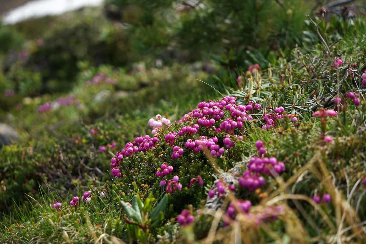 Alpine flowers in bloom