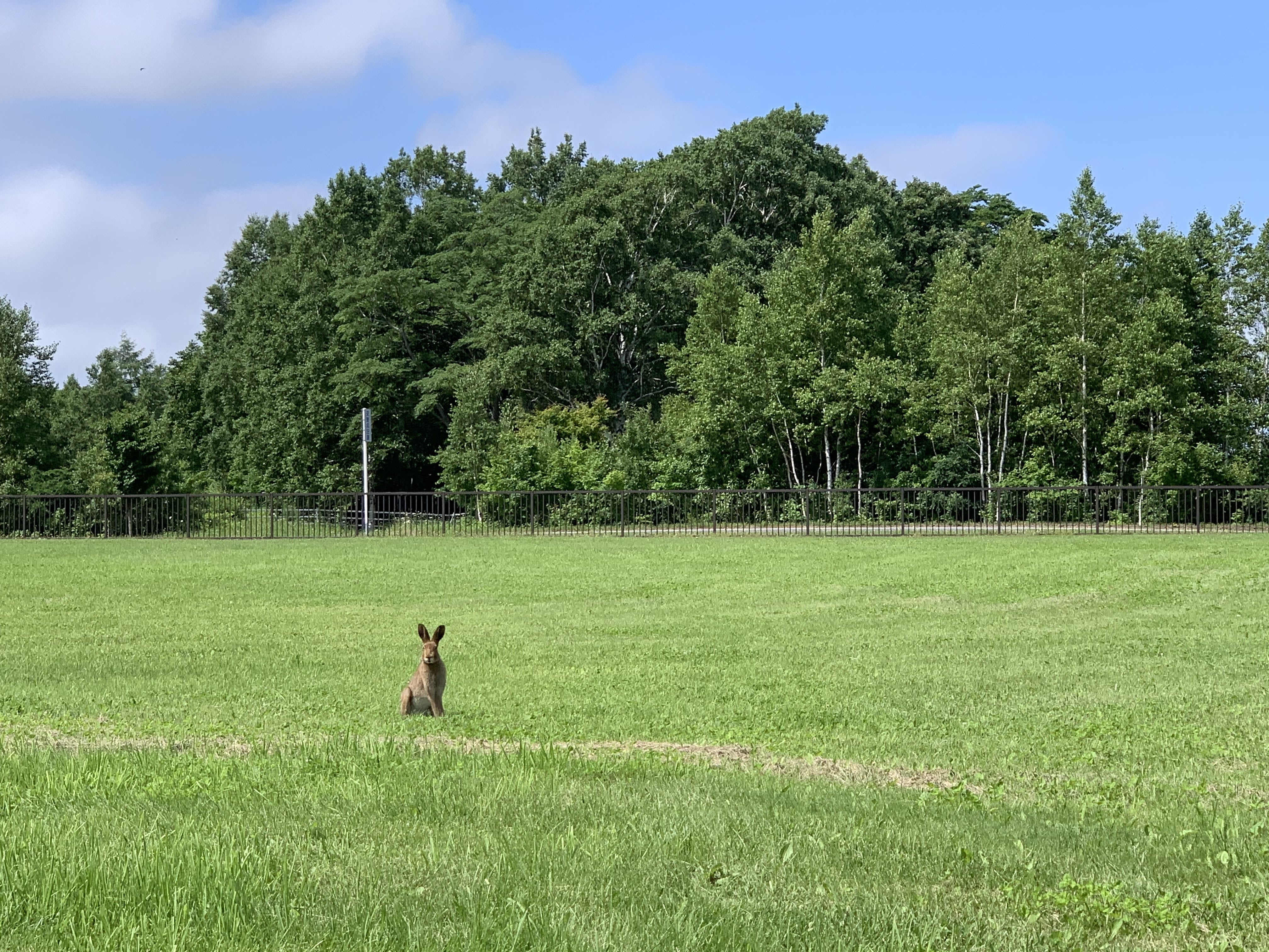 A lone rabbit on alert in a green field.