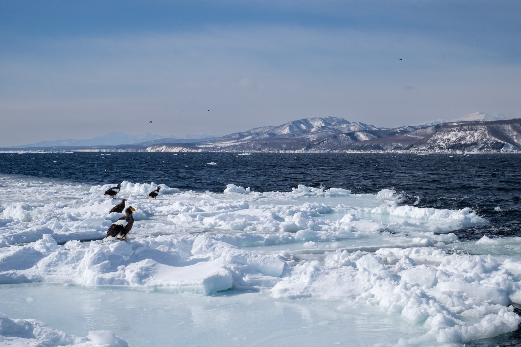 A group of sea eagles sit on ice drifting in the ocean. There is open water behind them and  a mountainous landscape in the distance.