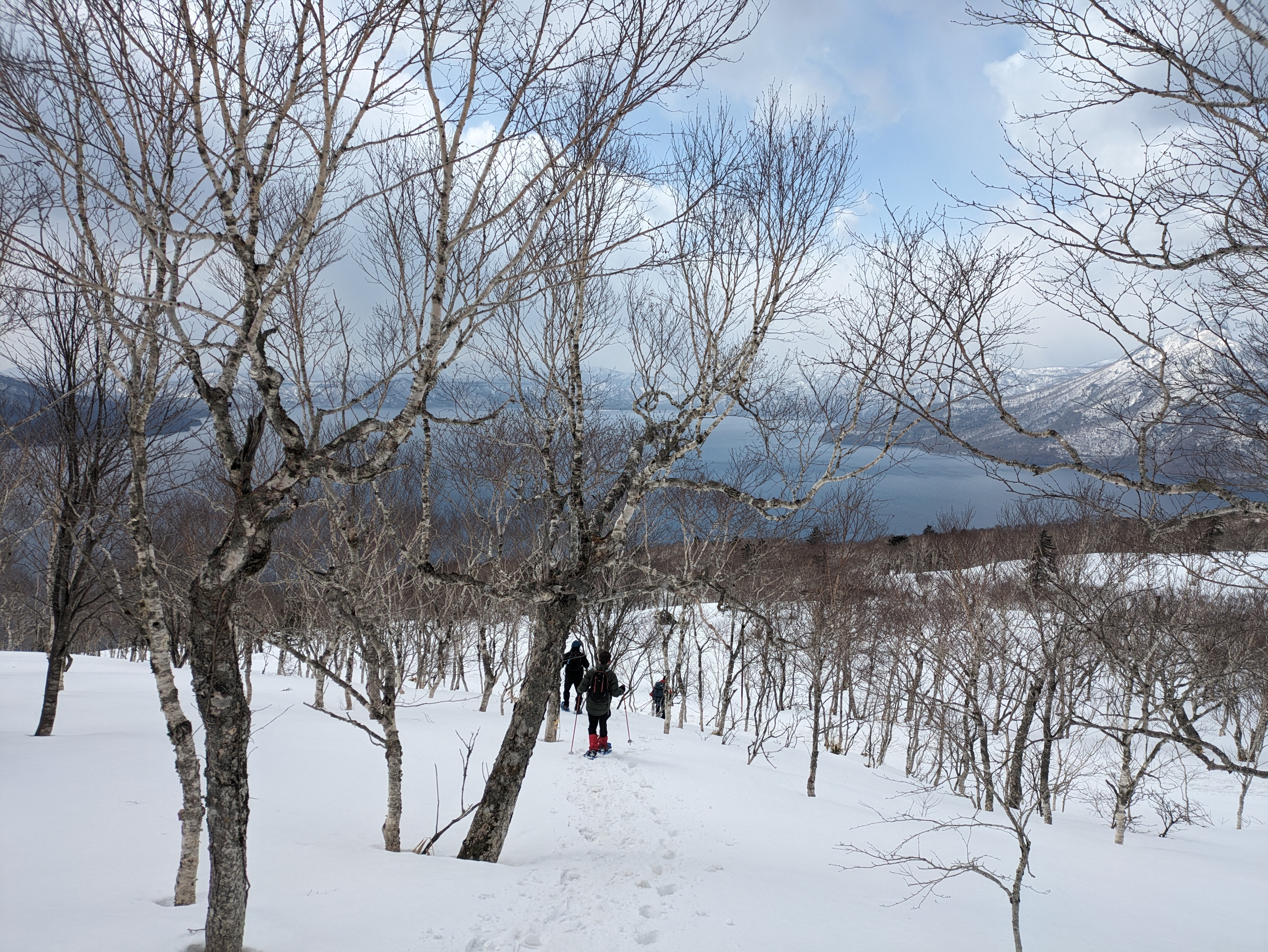 Guests descend Mt. Monbetsu on snowshoes through a birch forest.