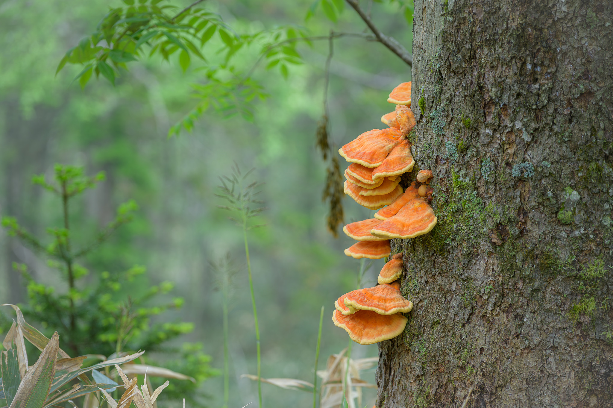 Orange mushrooms grow on the side of a spruce tree in the forests of Mt Mokoto