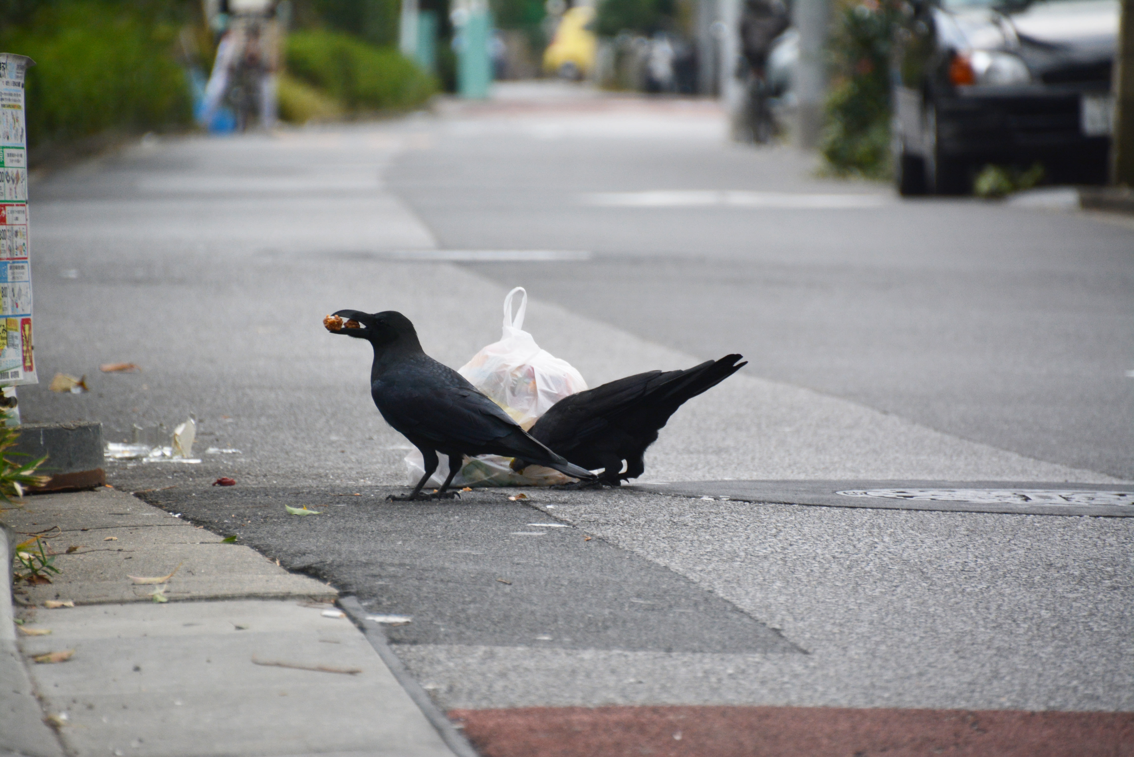 Two Japanese crows tear open a garbage bag, eating whatever trash they can that is inside. One of them has food waste in its beak.