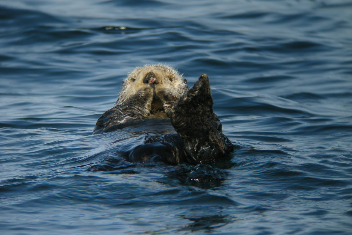 A sea otter floats in blue ocean water.