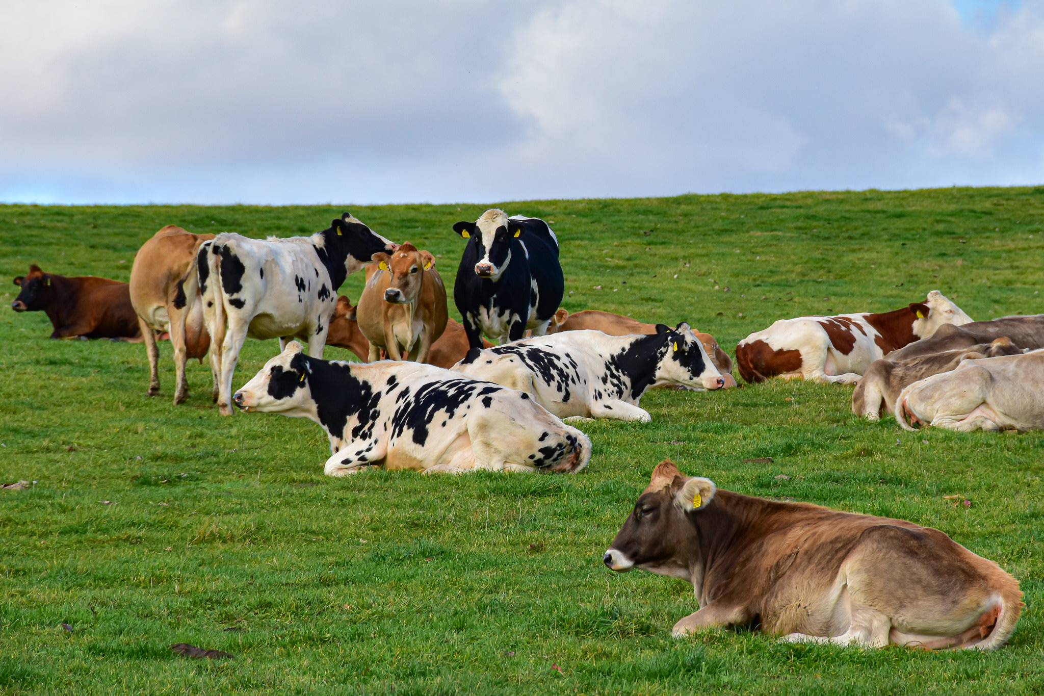 A pasture full of several species of cow. Some are sitting down, others are stood eating grass.