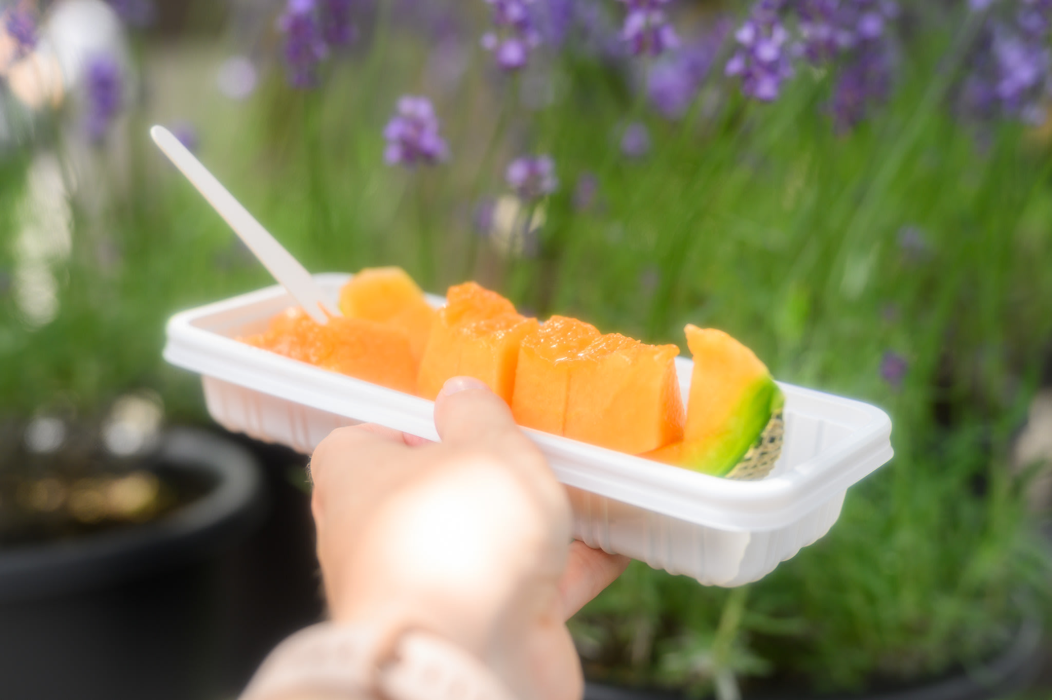 A hand holding a plastic container of Furano Melon (a cantaloupe melon). There is lavender in the background.