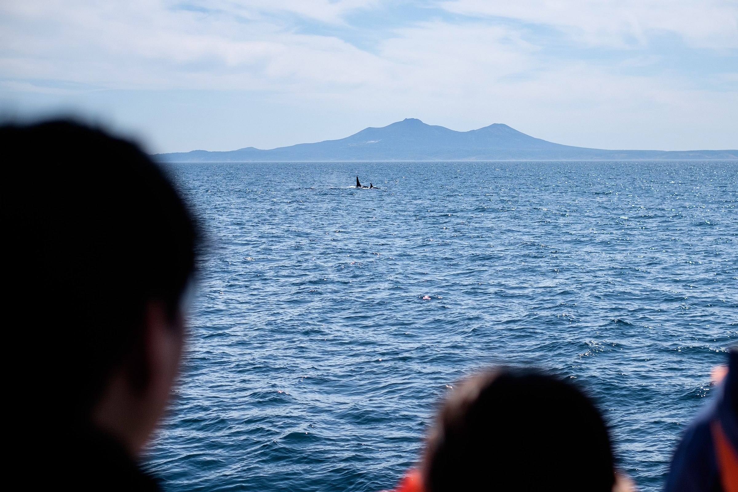 A pod of Orca pierce the surface of the sea while whale watchers look on. In the background a mountain dominates the horizon.