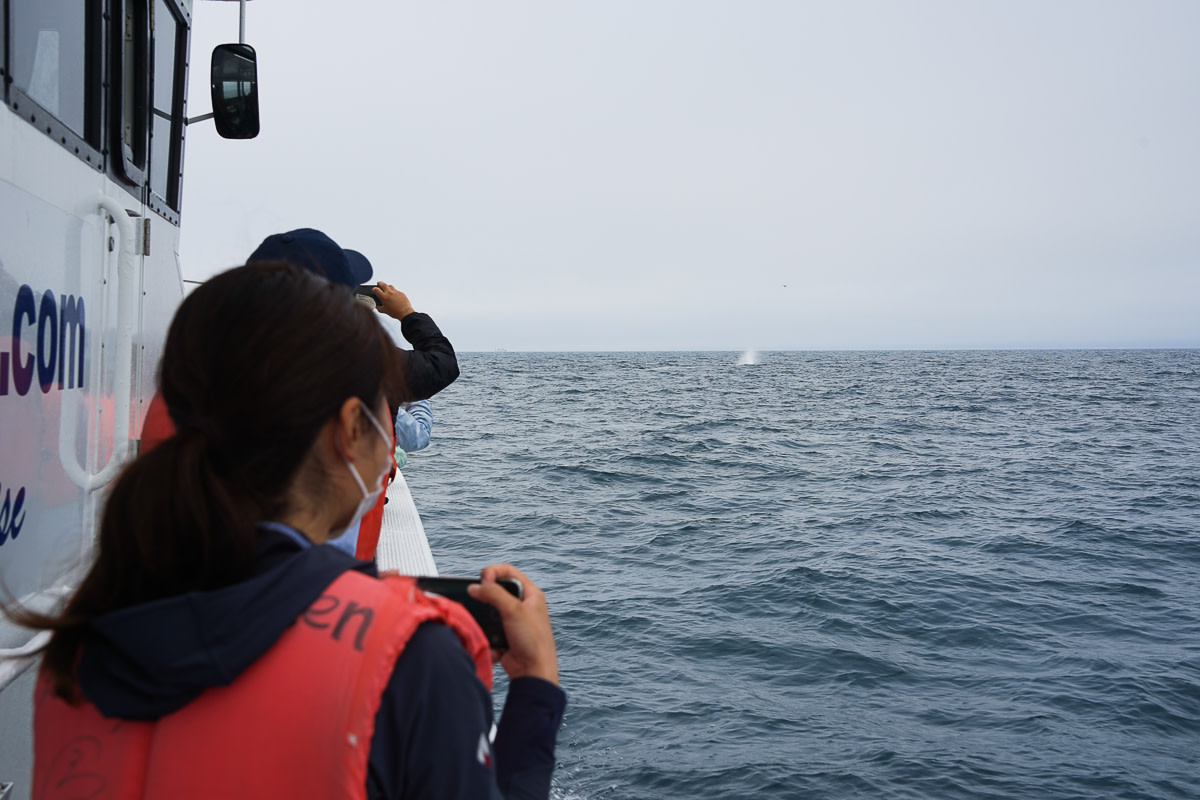 Observing the sperm whale floating on the surface