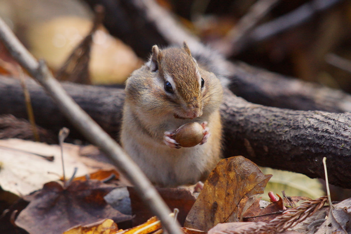 Ezo chipmunk feeding on chestnuts at Mt Maruyama in Sapporo - Best places to visit in Hokkaido