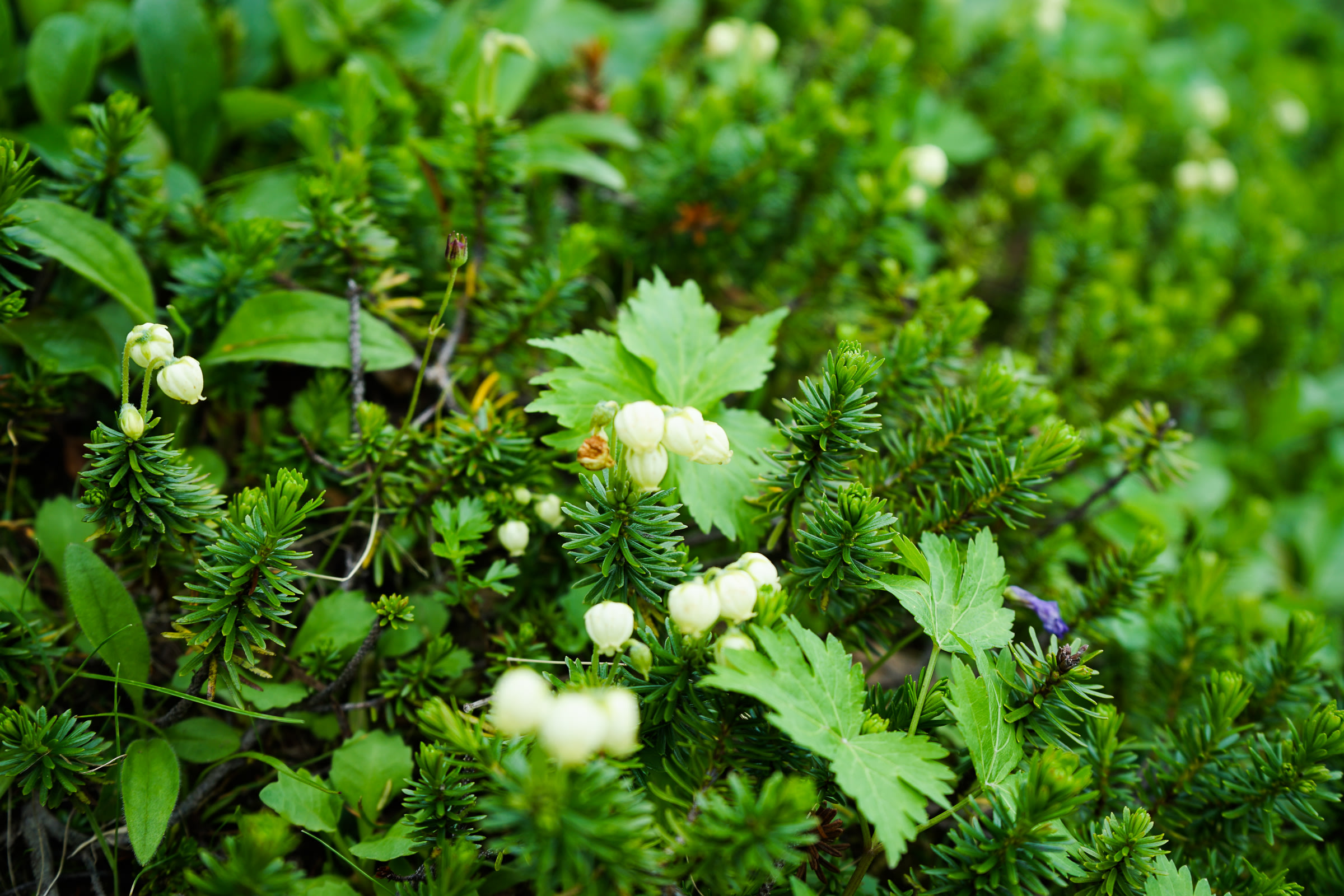 Aleutian Mountain Heath (Phyllodoce aleutica) in bloom.