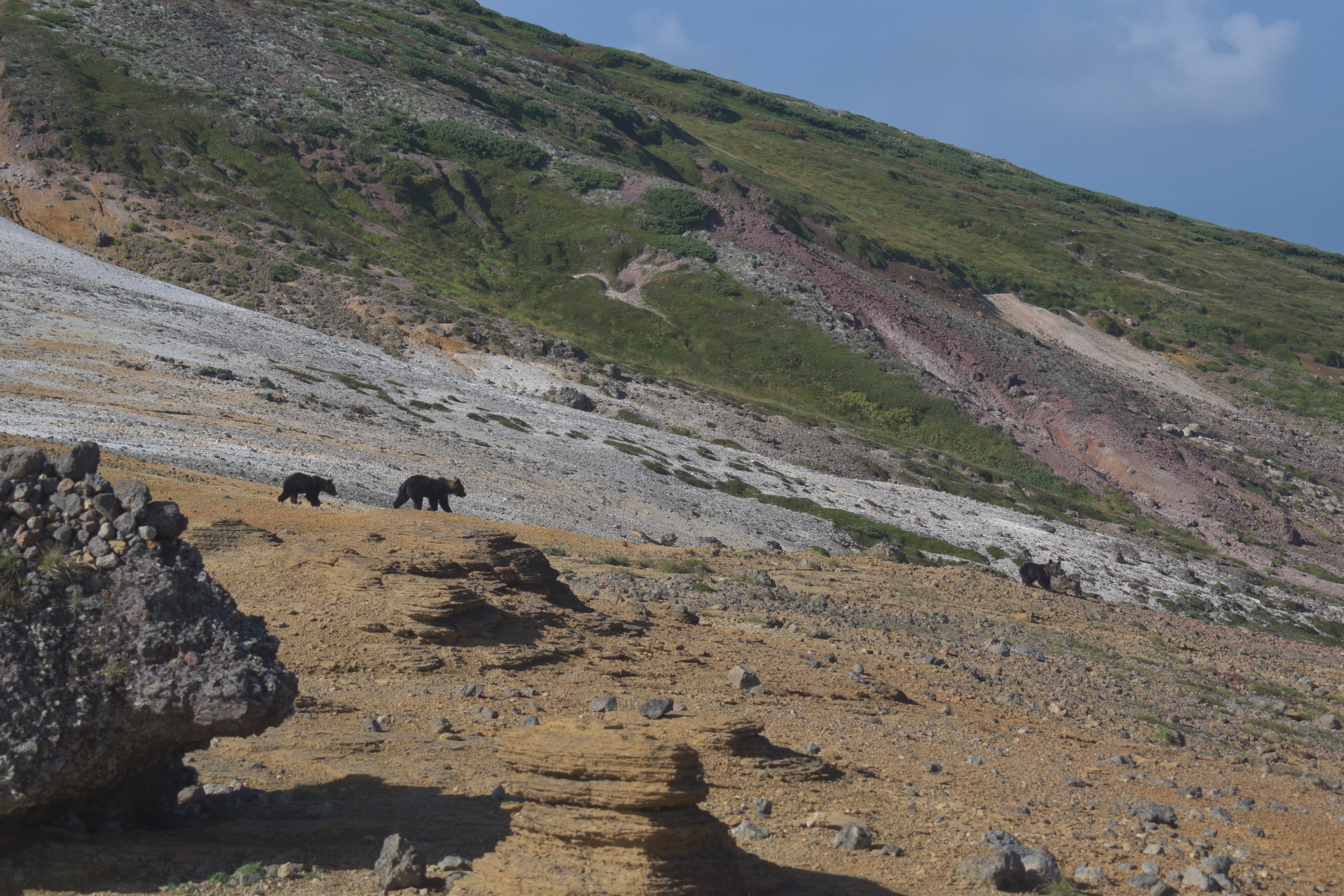 A mother brown bear walks with her cub along a rocky mountainside in the Daisetsuzan national park