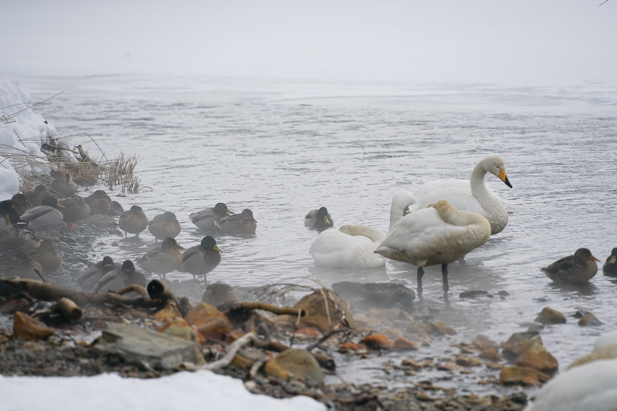 Whooper Swans and Ducks at Lake Kussharo