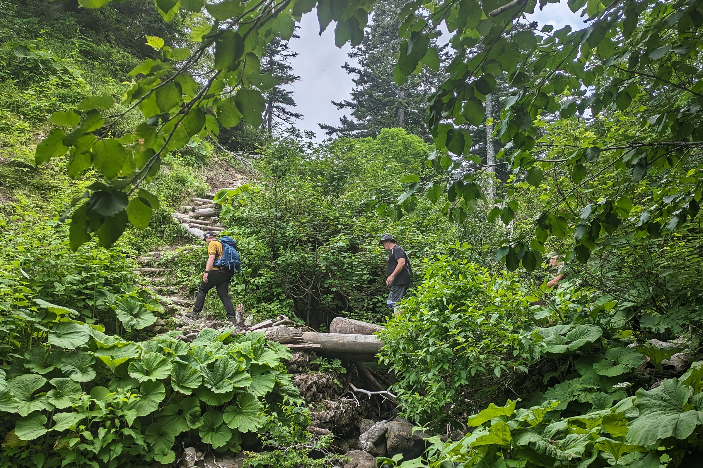Two hikers cross a log bridge over a leafy stream in Daisetsu Kogen.