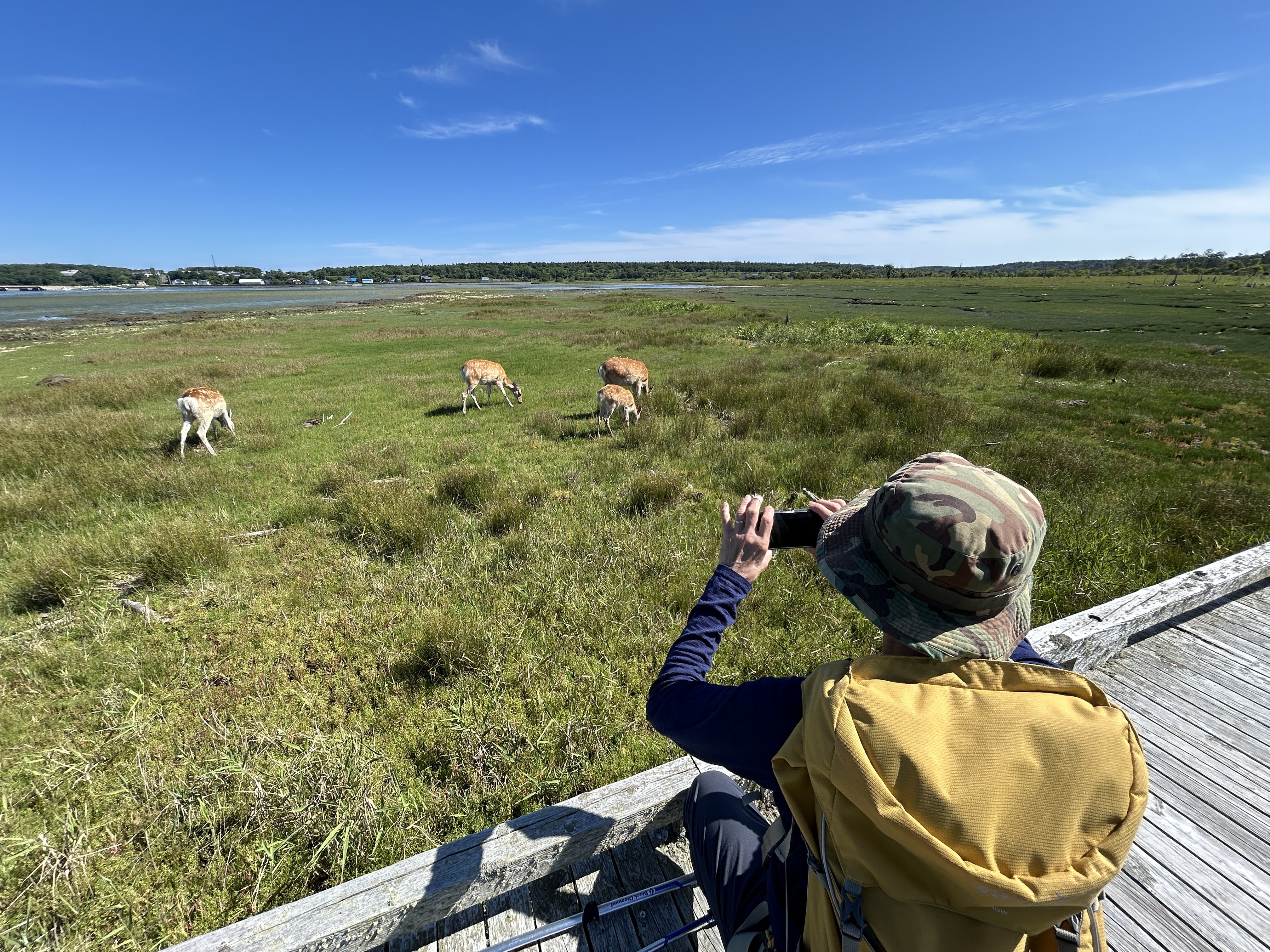 A man crouches on a boardwalk, taking a photo on his phone of a herd of does (female deer) grazing on the grass beyond.