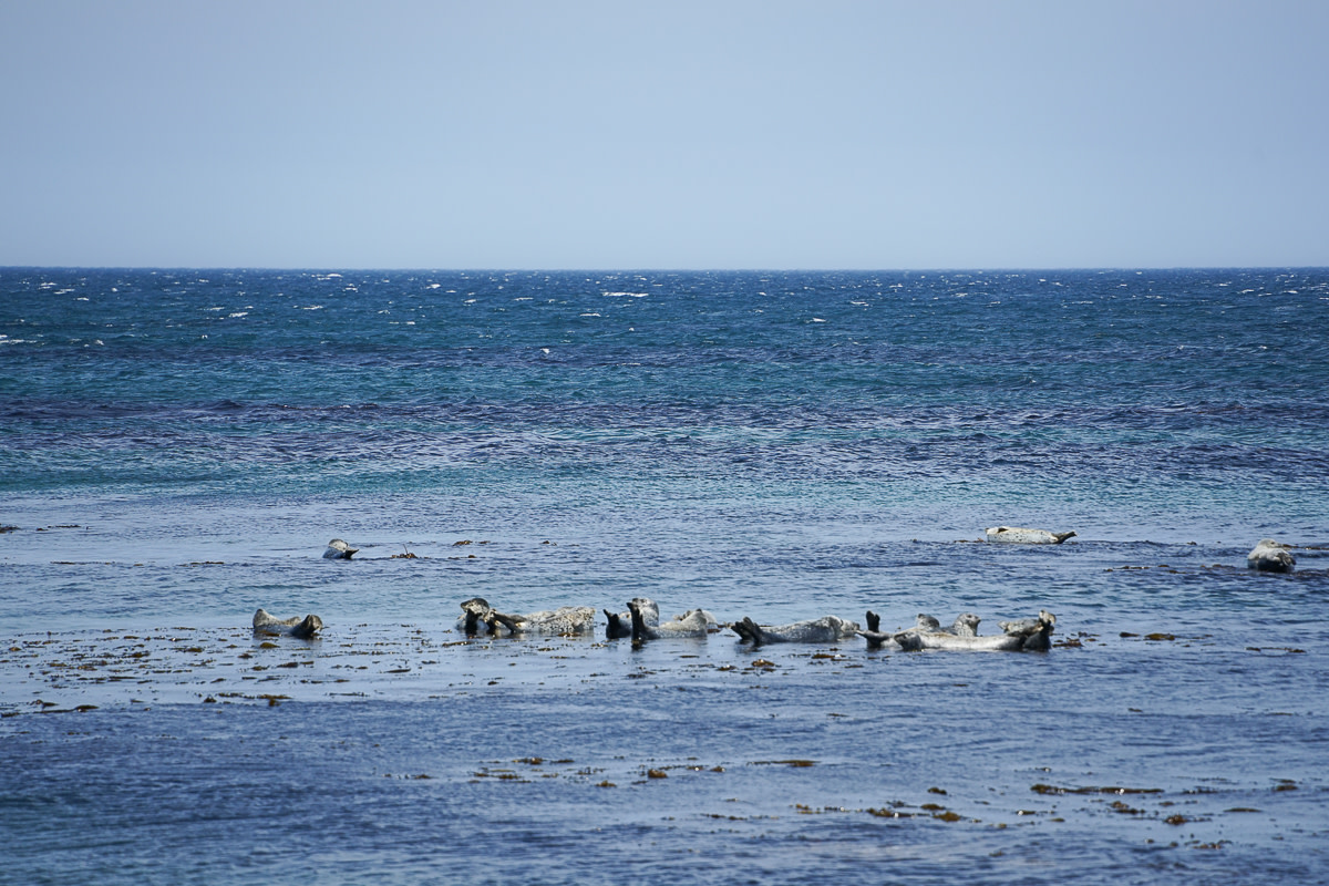 Seals lay on submerged rocks on Rebun Island, Hokkaido