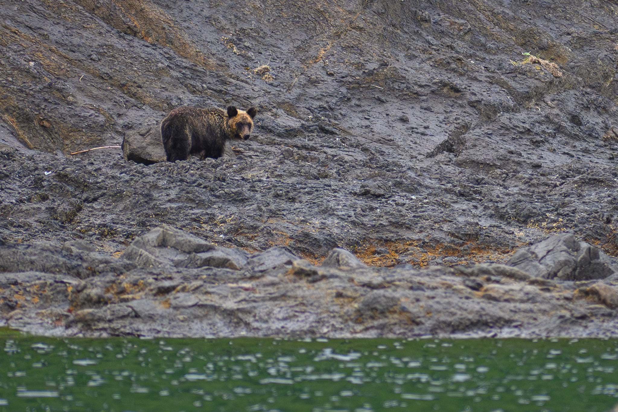 A brown bear on a rocky coastline looks back over its shoulder at the viewer.