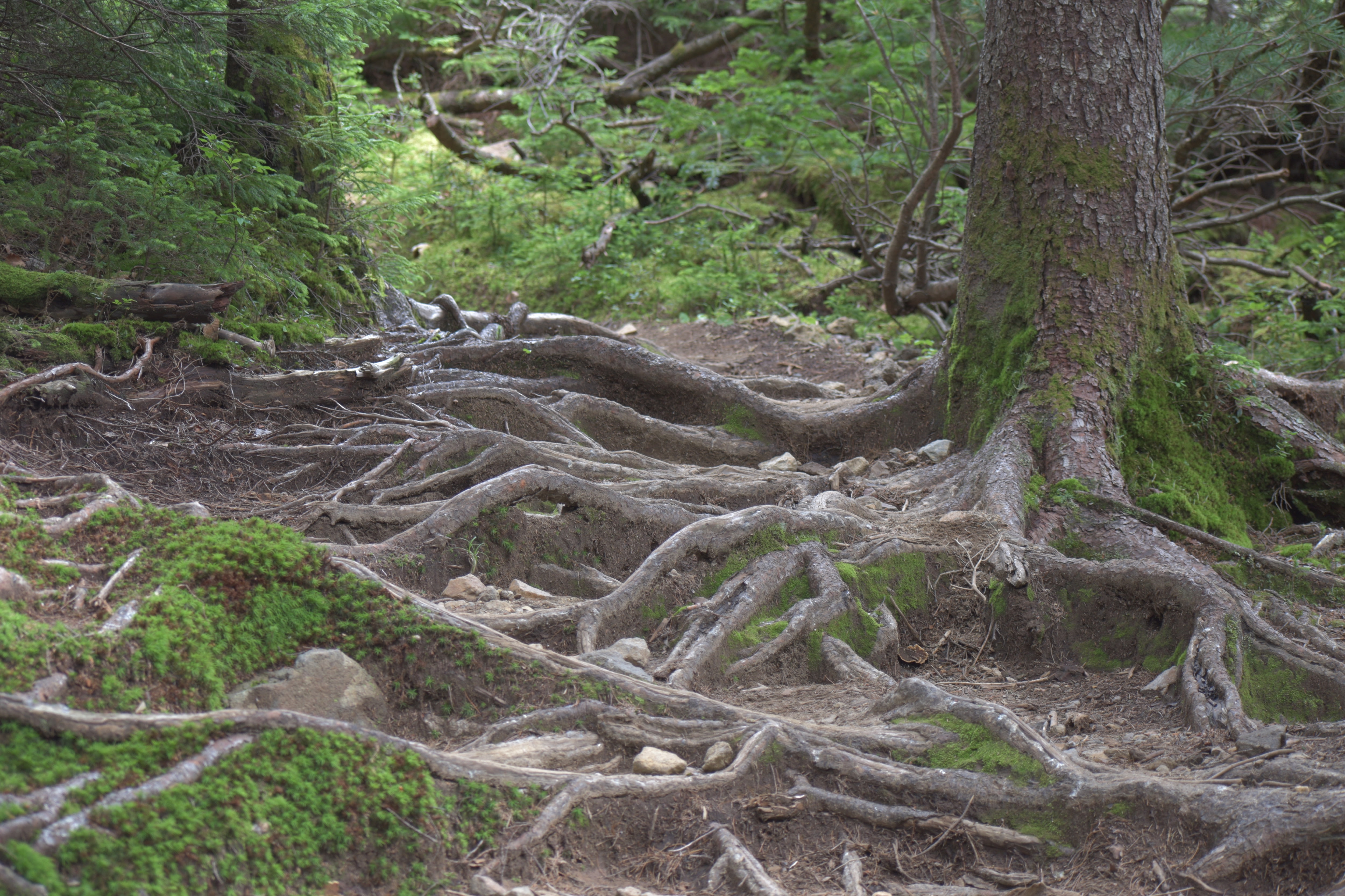 Many roots are exposed along a hiking trail