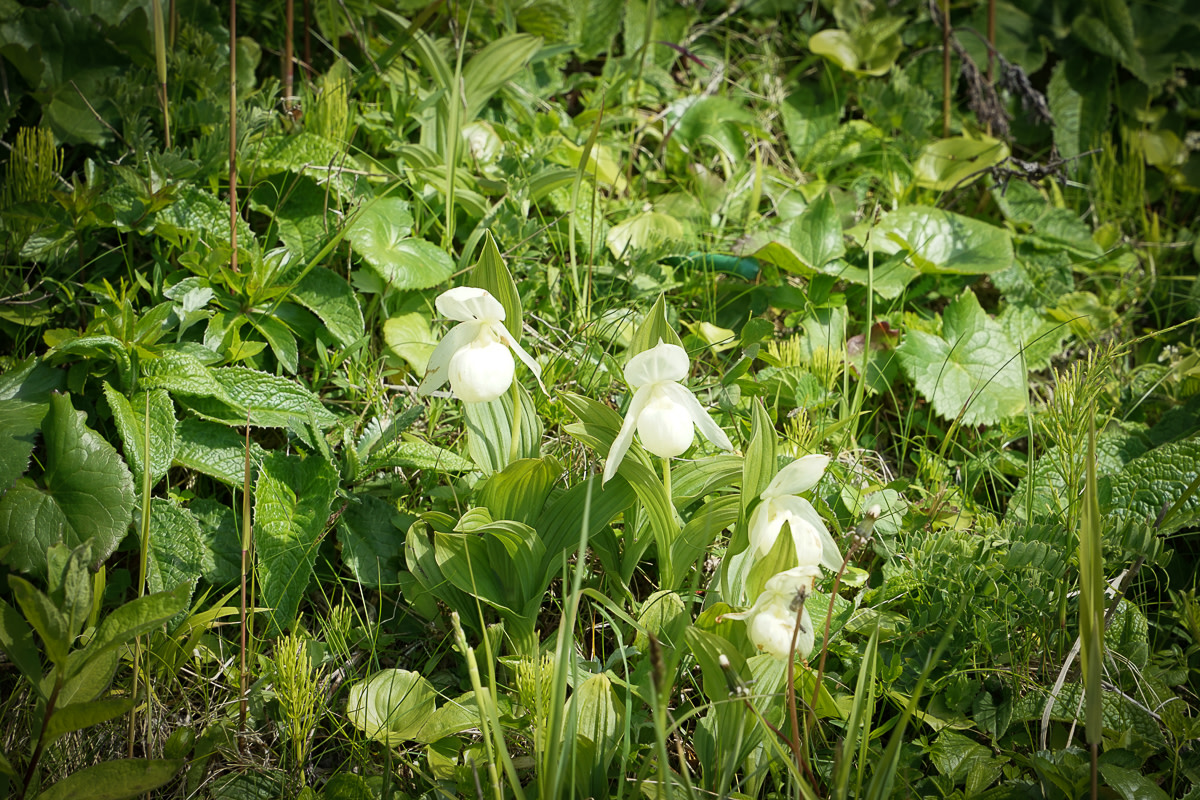 Rebun Lady's Slipper Orchids in bloom on Rebun Island