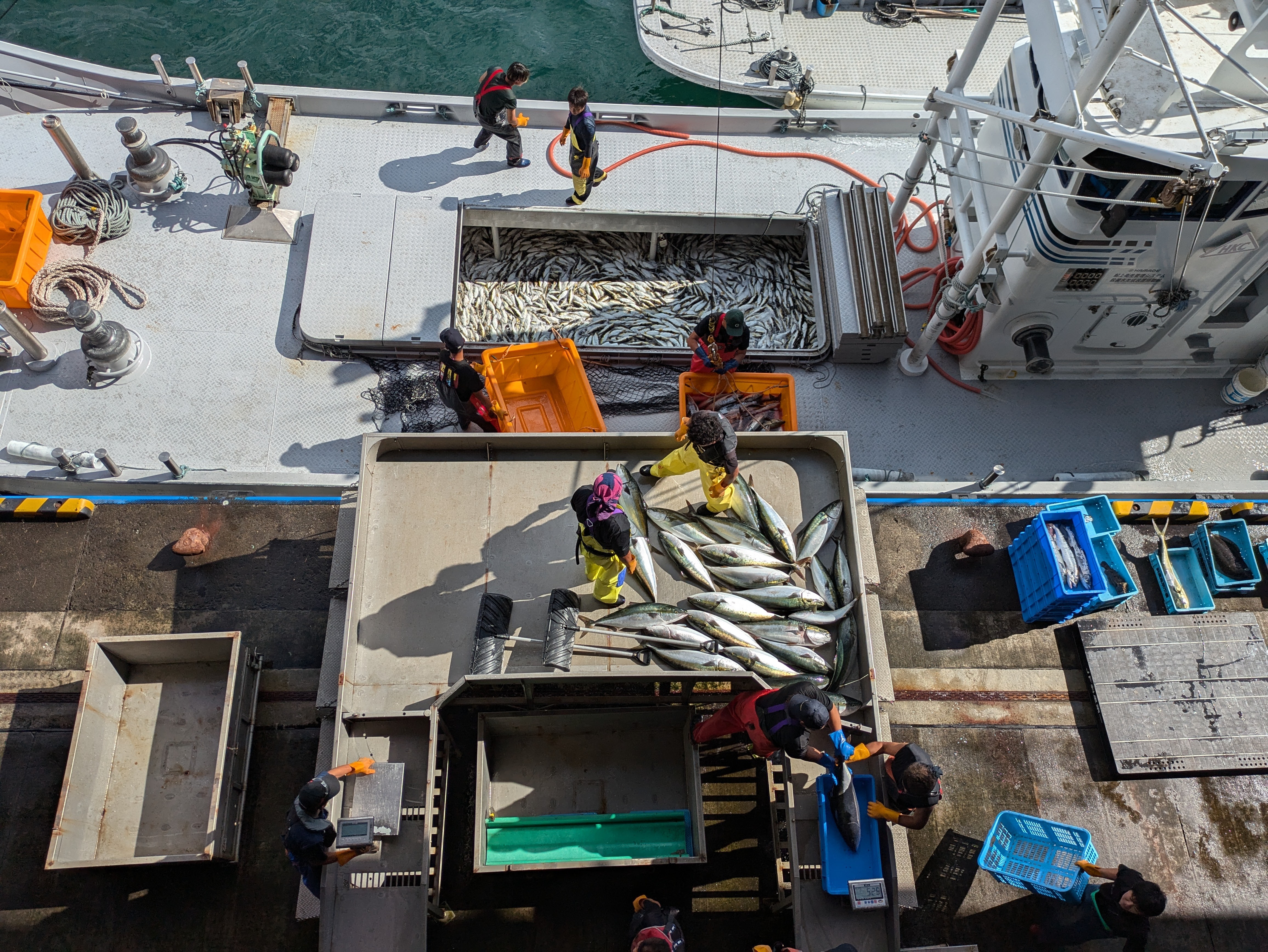 An aerial view of fishermen unloading their catch onto a boat. They have many crates prepared to hold their catch, which consists of large, skipjack tuna and small, sardine-type fish.