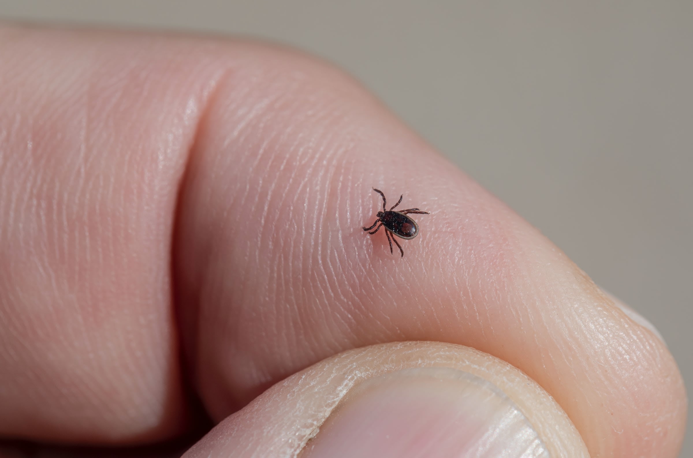 A close-up of a deer tick crawling on a man's index finger.