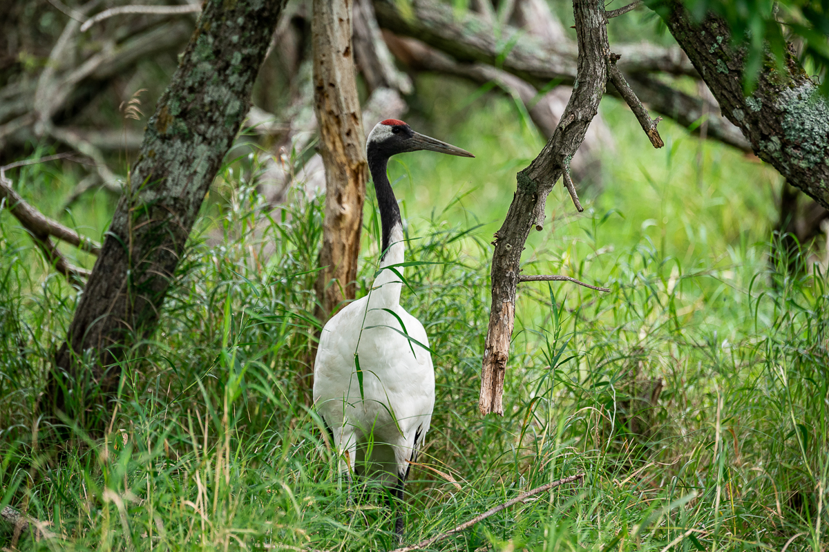 A red crowned crane sits in damp green grass and is surrounded by a jumble of branches. It is looking to the right.