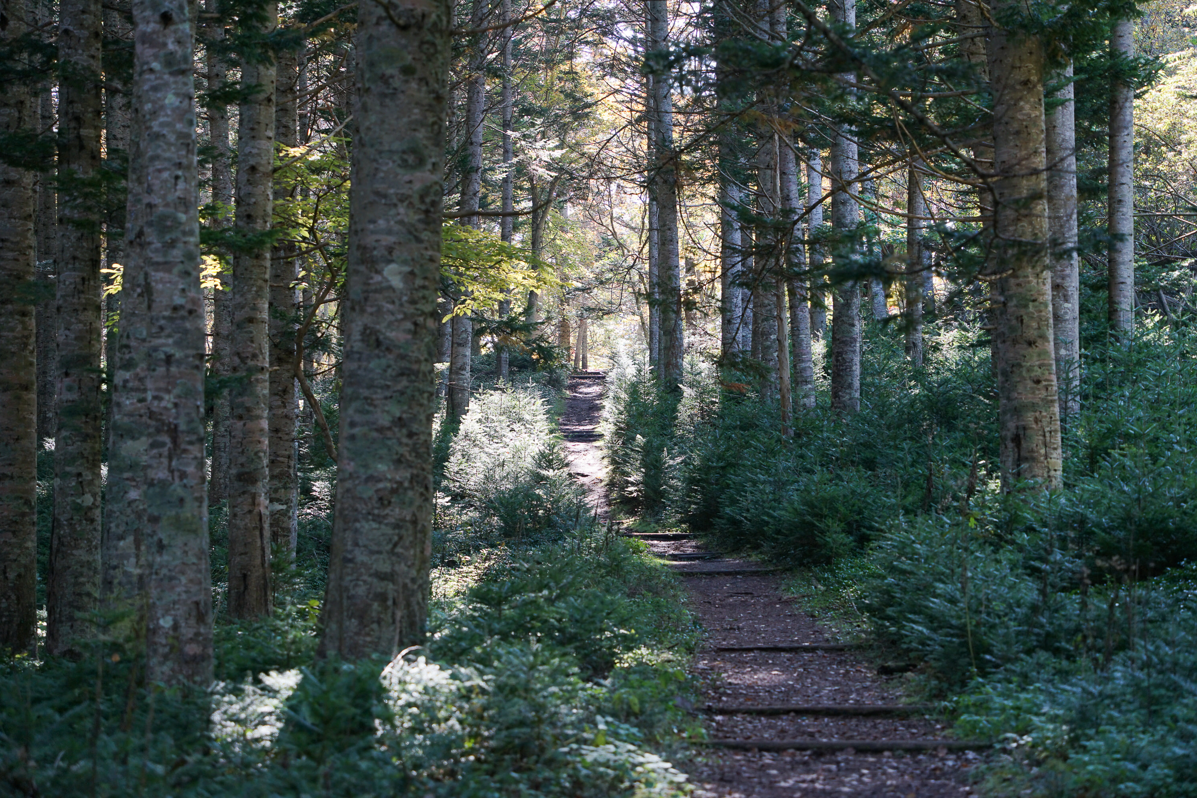 Hiking trail on Nakajima Island, Lake Toya.