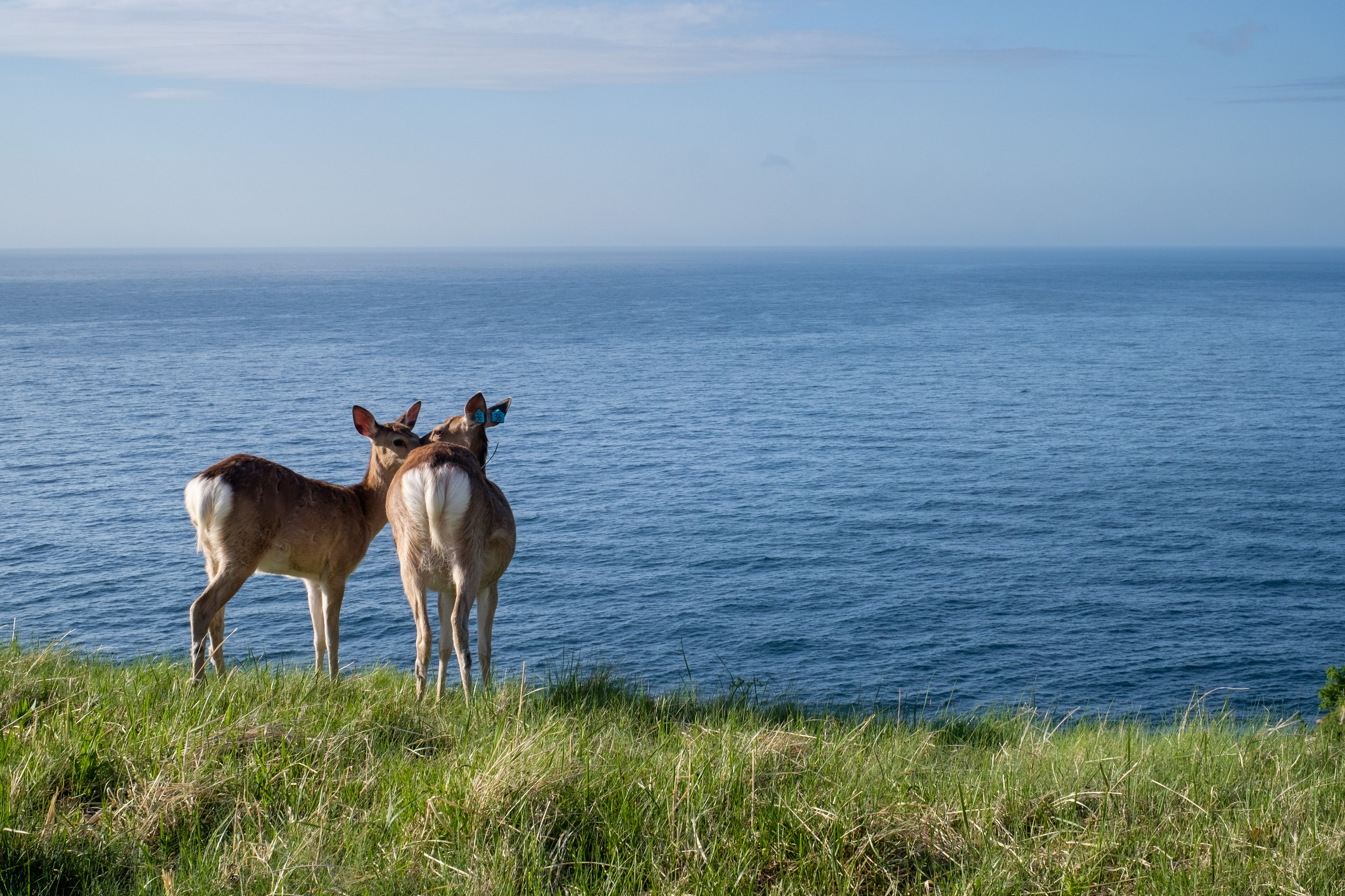 Two deer nuzzle on a grassy verge overlooking the Sea of Okhotsk