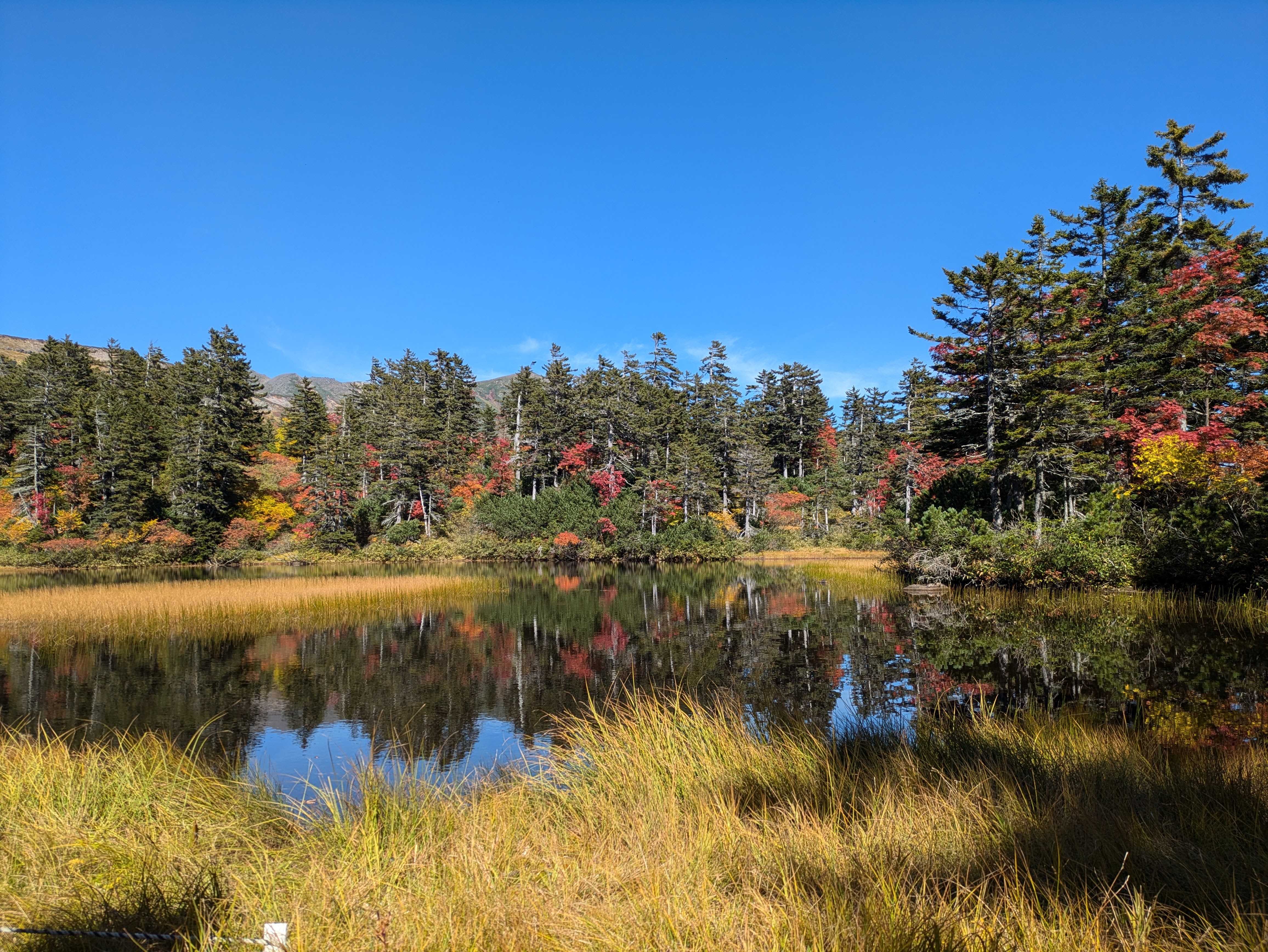 A view of Midorinuma Pond in Daisetsu Kogen, Hokkaido. It is autumn and the pond grasses are turning yellow. Many broadleaf trees around the pond are also turning red, orange and yellow. It is a beautifully sunny and still day and the surrounding forest is perfectly reflected on the pond's surface.