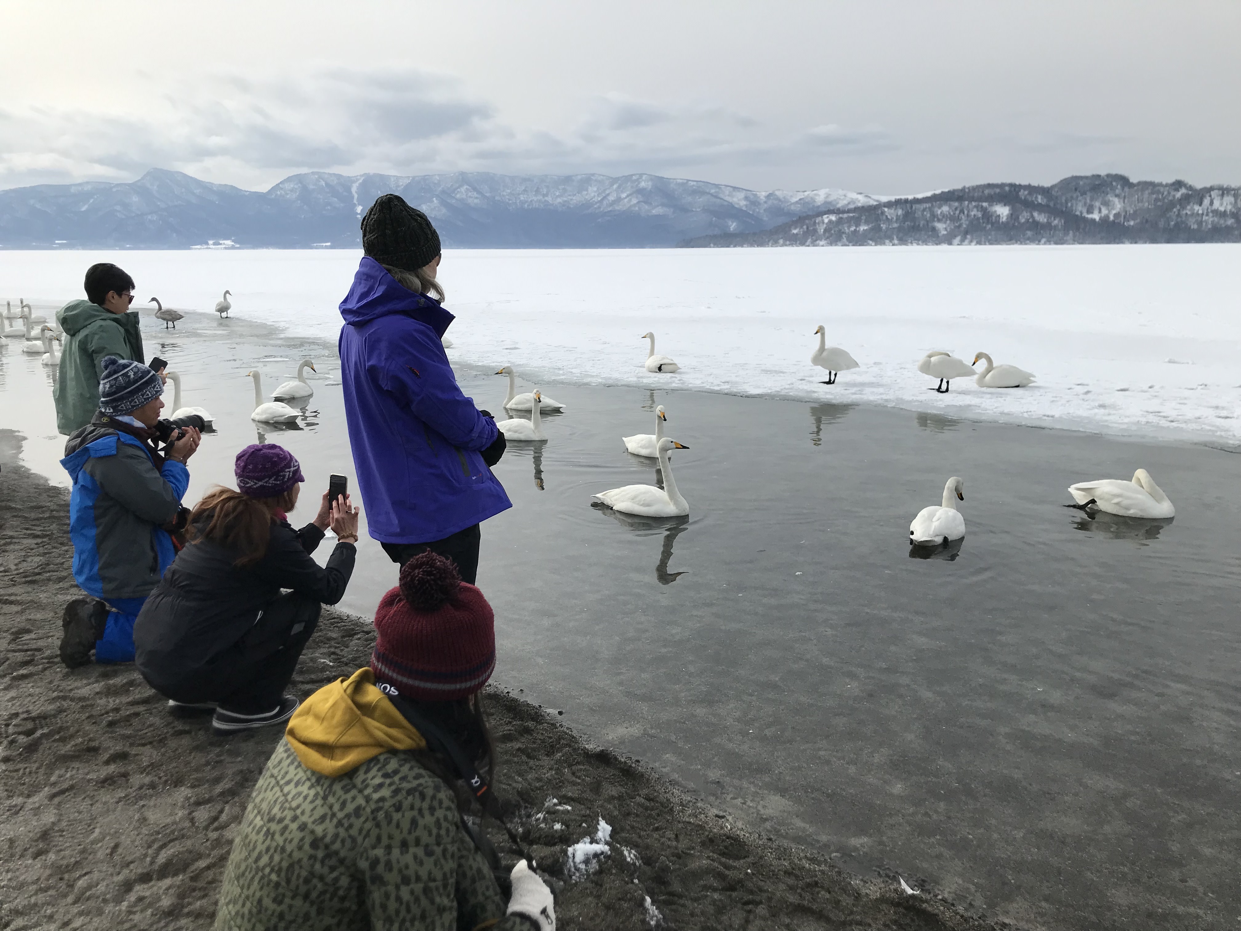 Guests take pictures of swans as they float in the unfrozen sections of Lake Kussharo.