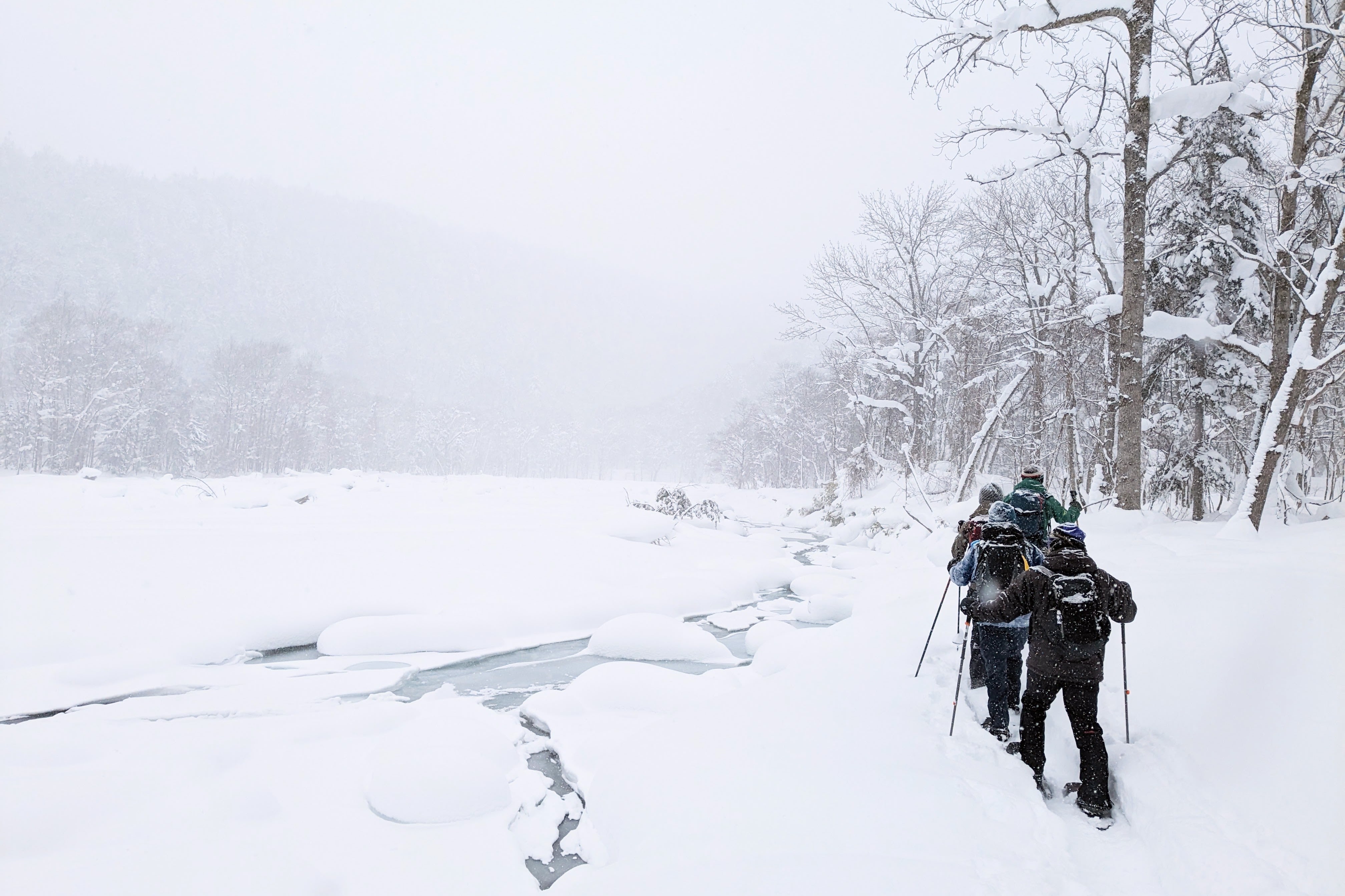 A group of snowshoers walk along the edge of a frozen river. It is snowing heavy and almost the whole scene is white bar the group and some birch trees.