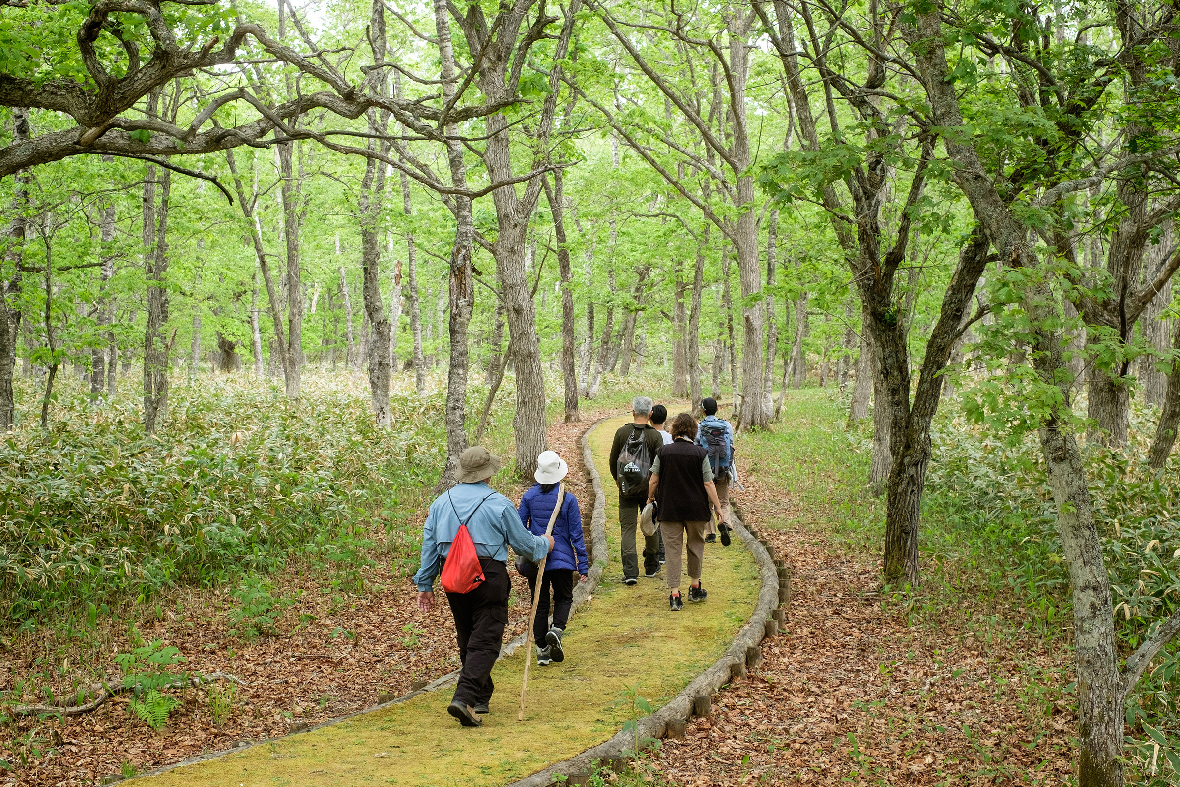 A group of walkers walk along a moss covered path